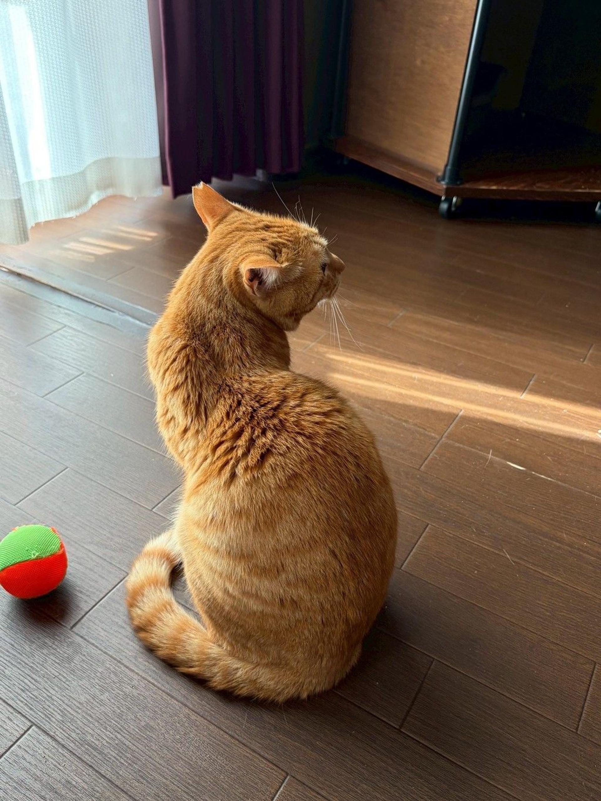 pet-image-6