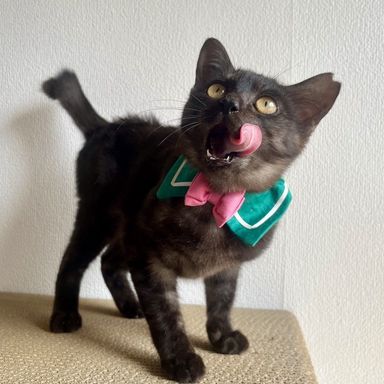 雑種（ミックス猫）・メスの里親募集の写真