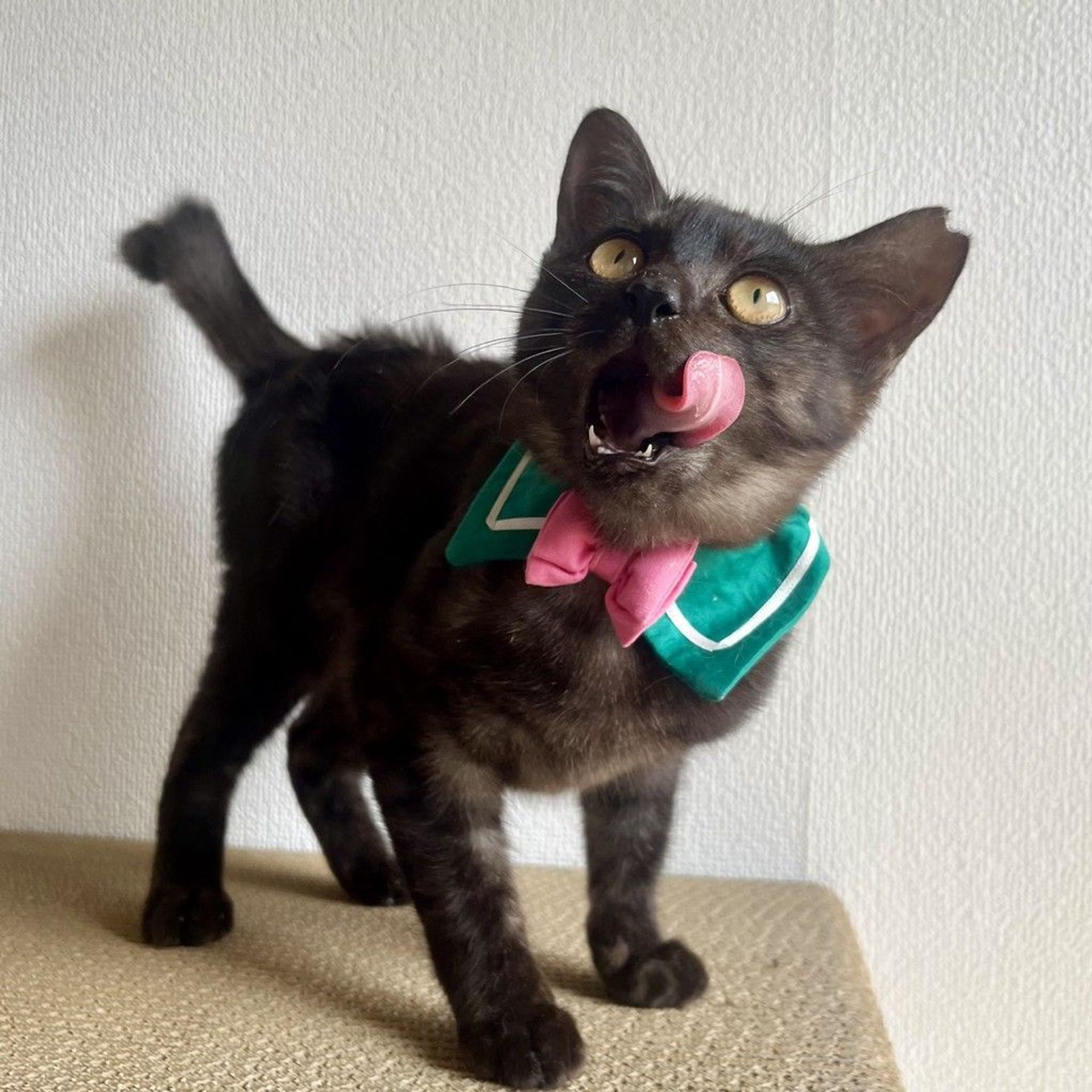 雑種（ミックス猫）・メスの里親募集の写真