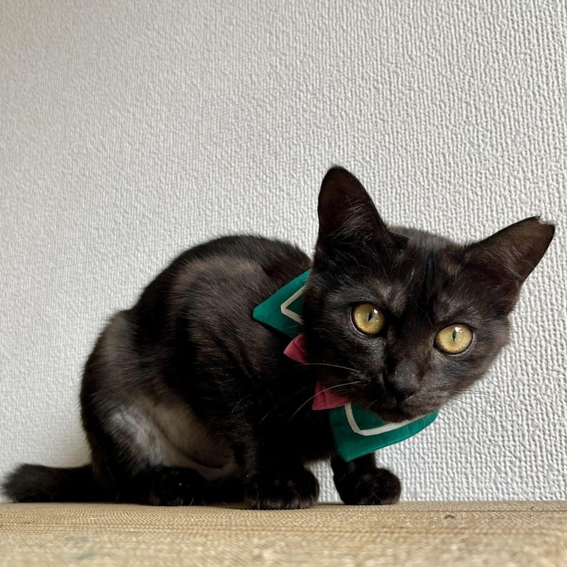 pet-image-2