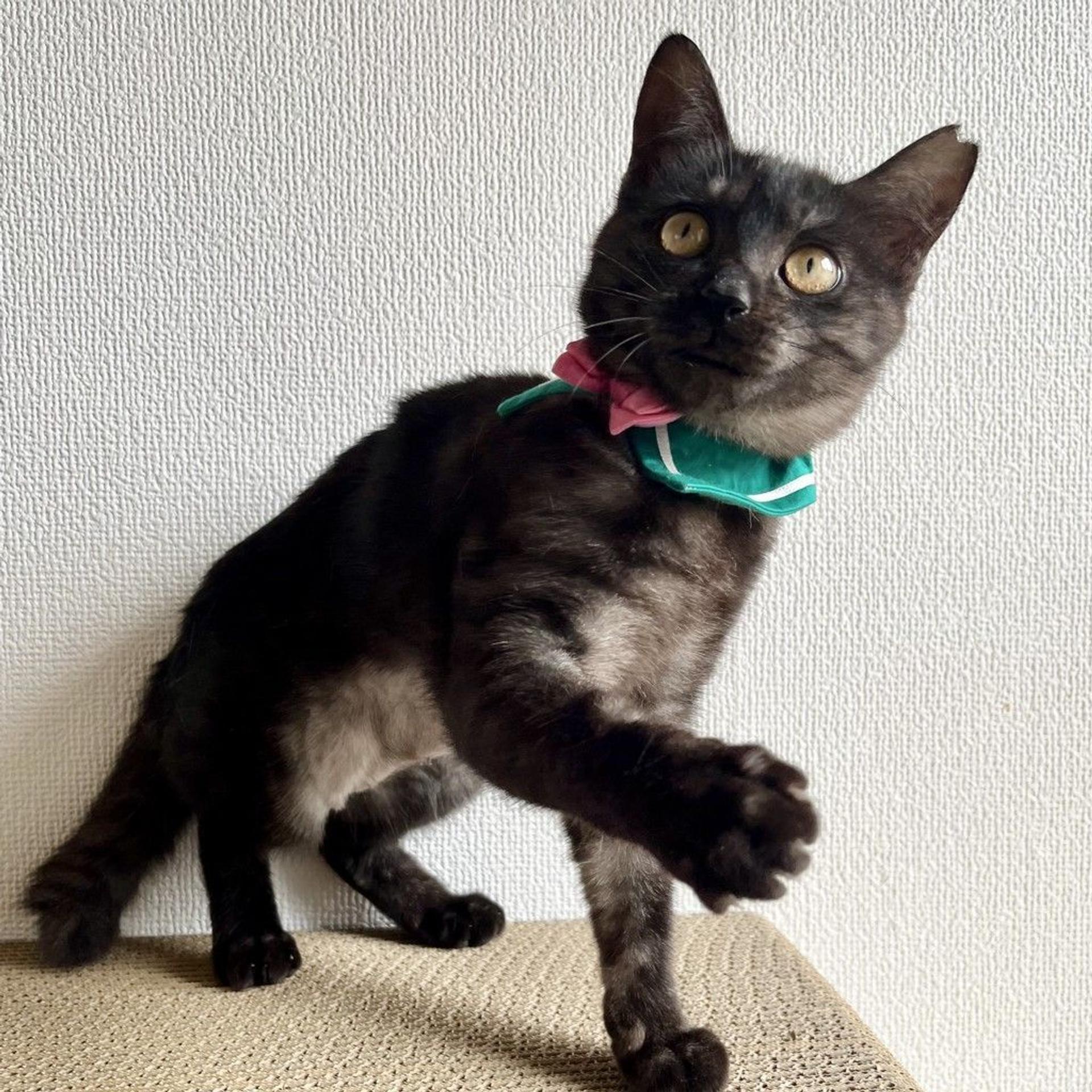 pet-image-3