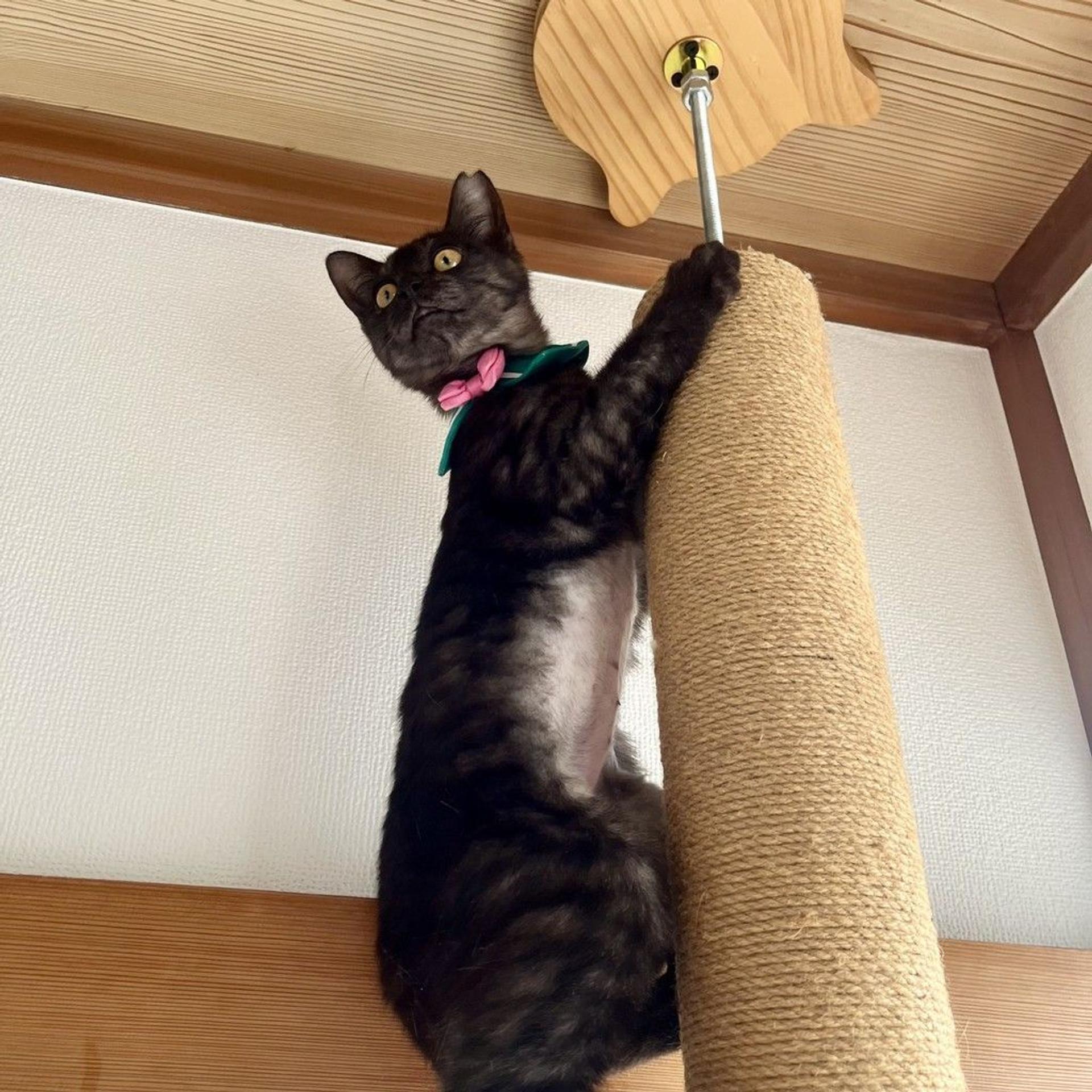 pet-image-6