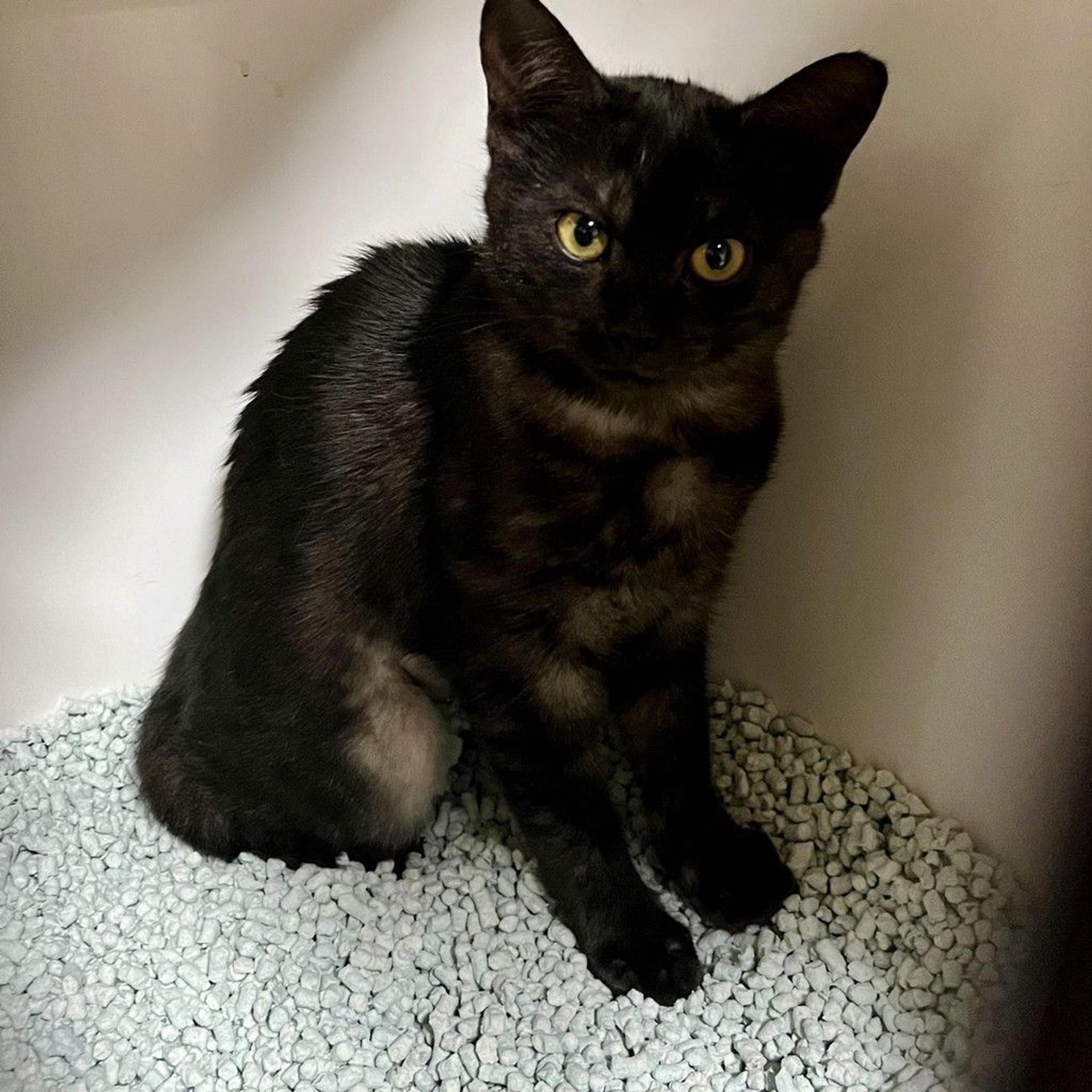 pet-image-9