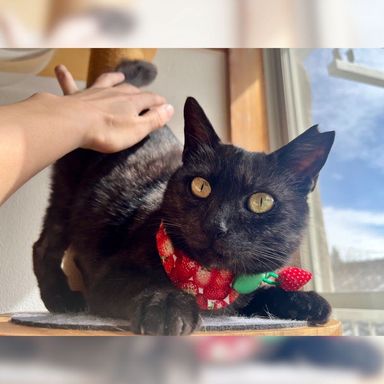 雑種（ミックス猫）・メスの里親募集の写真