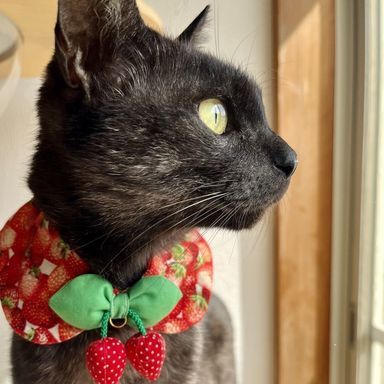 ブラックスモーク美猫🐈‍⬛💖マールちゃんの写真