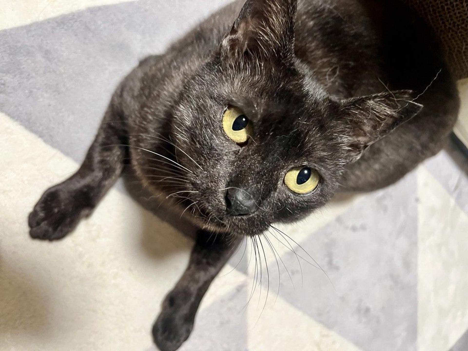pet-image-9