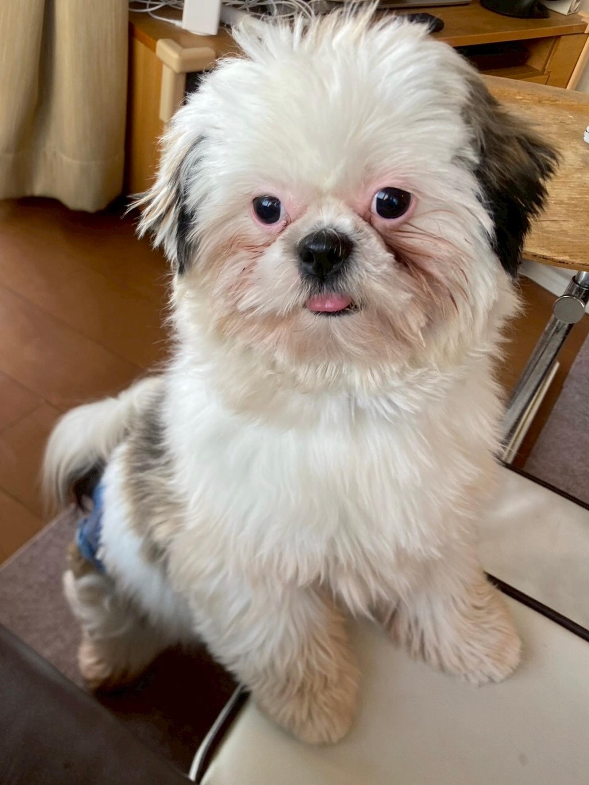 pet-image-2