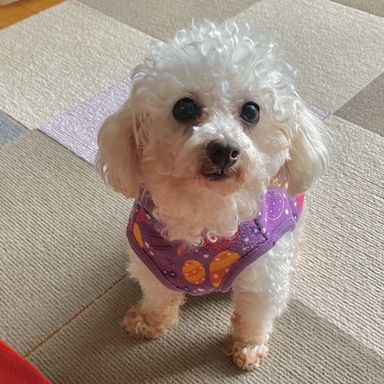 トイプードル・メスの里親募集の写真