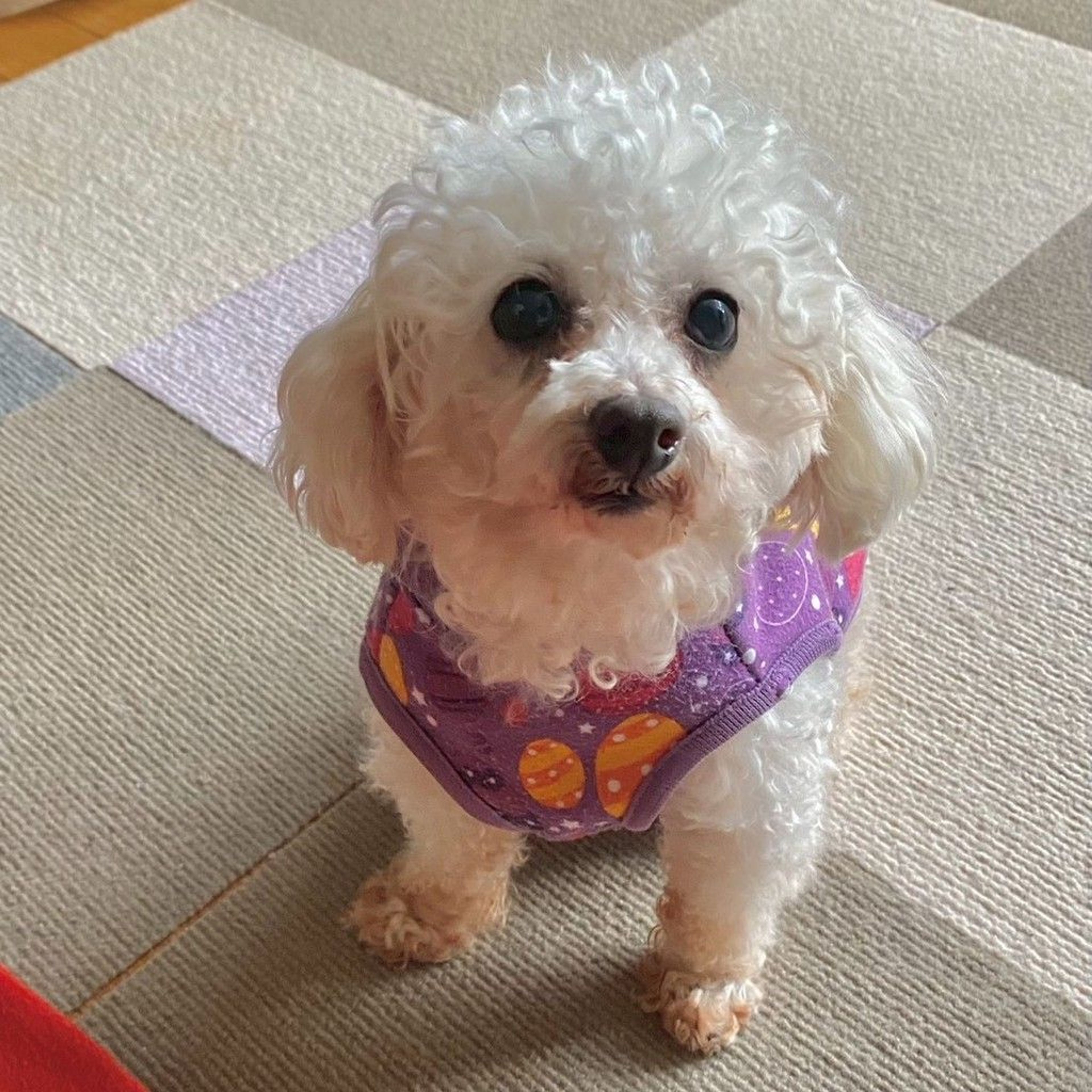 トイプードル・メスの里親募集の写真