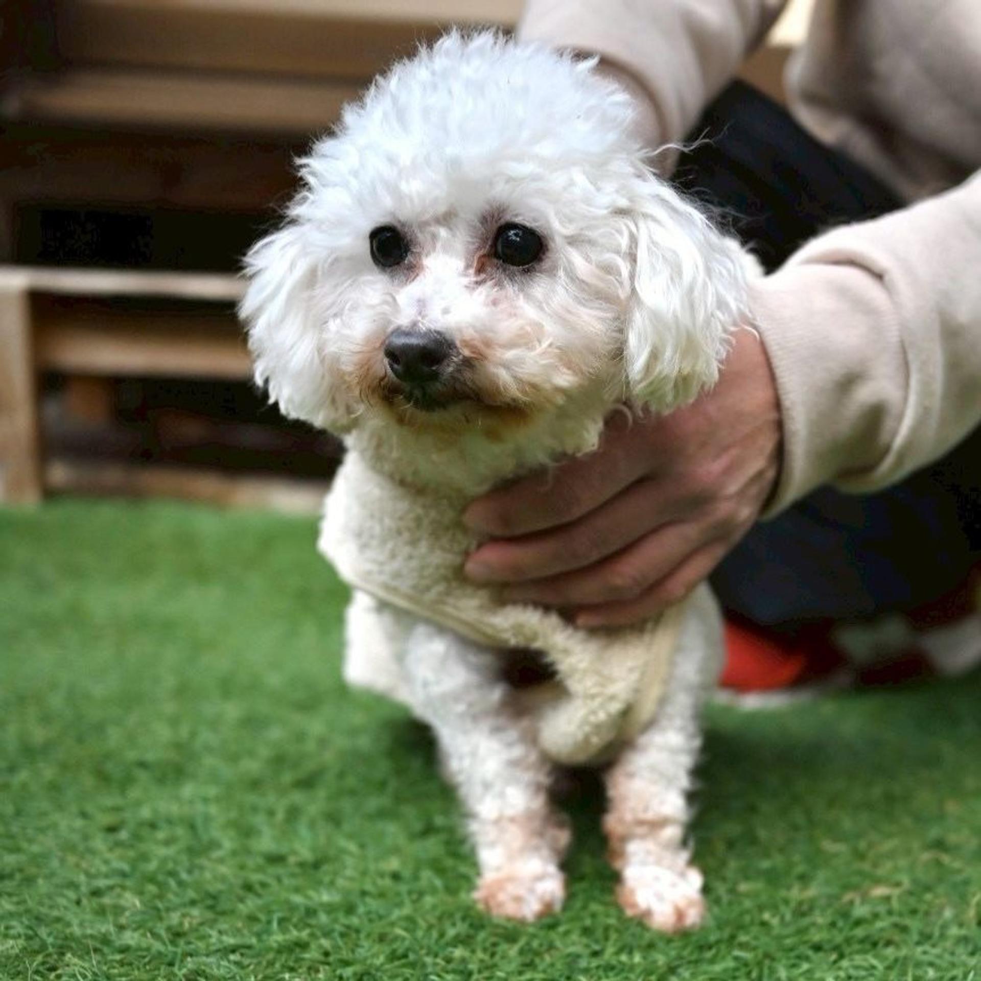 pet-image-2