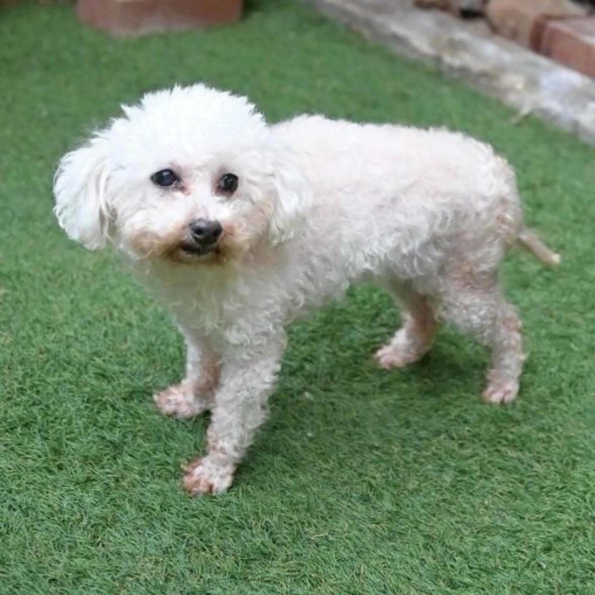 pet-image-5