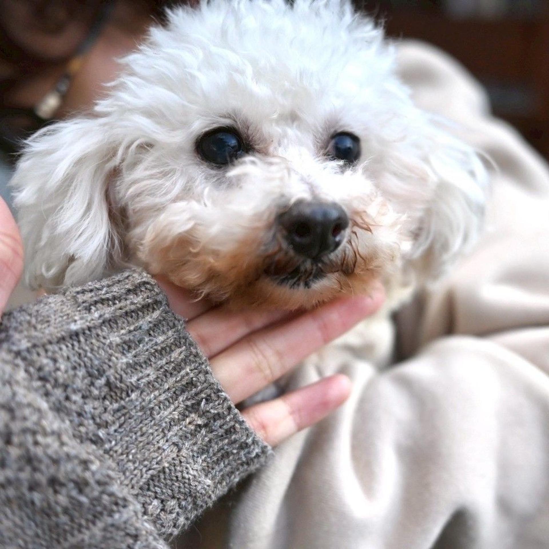 pet-image-7