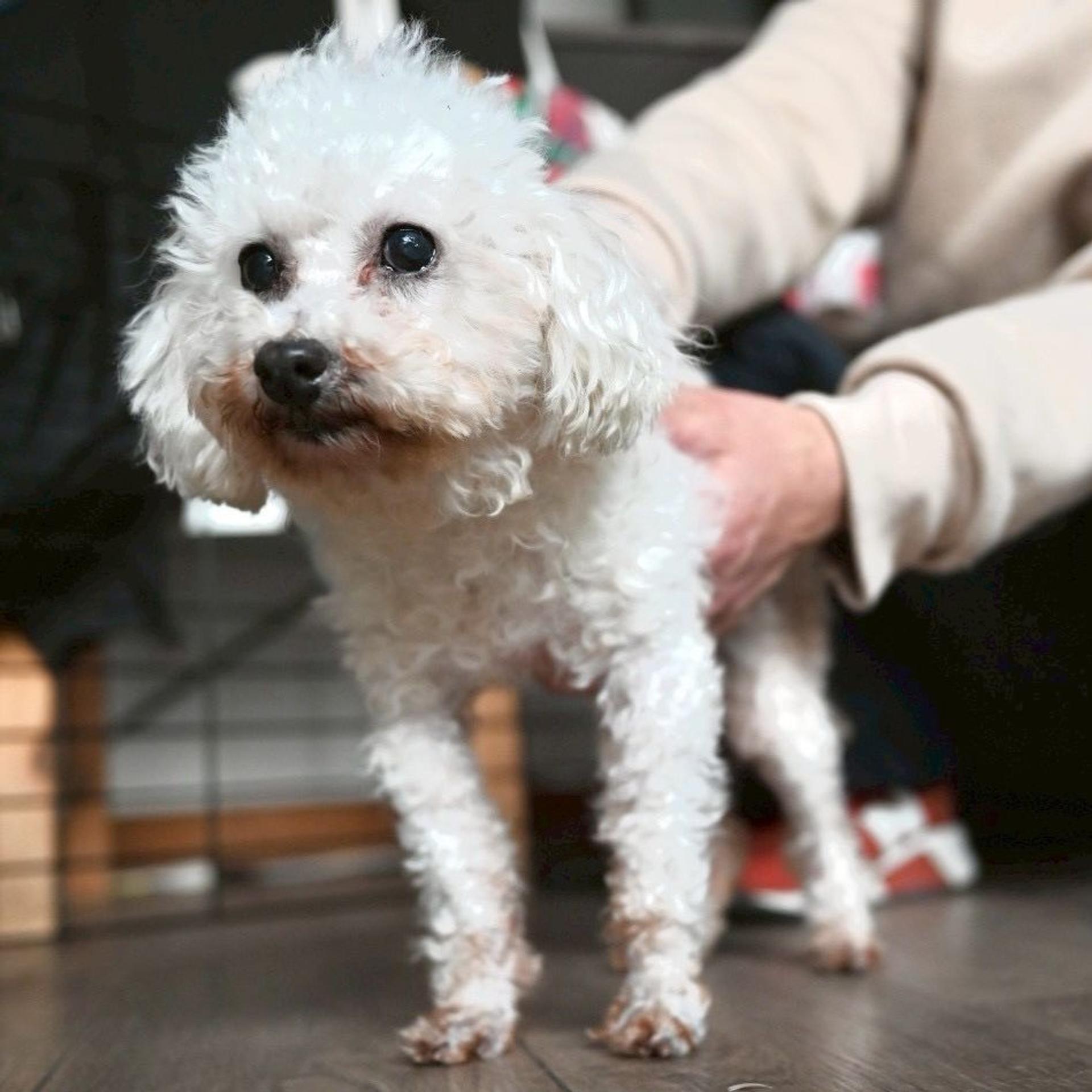pet-image-9