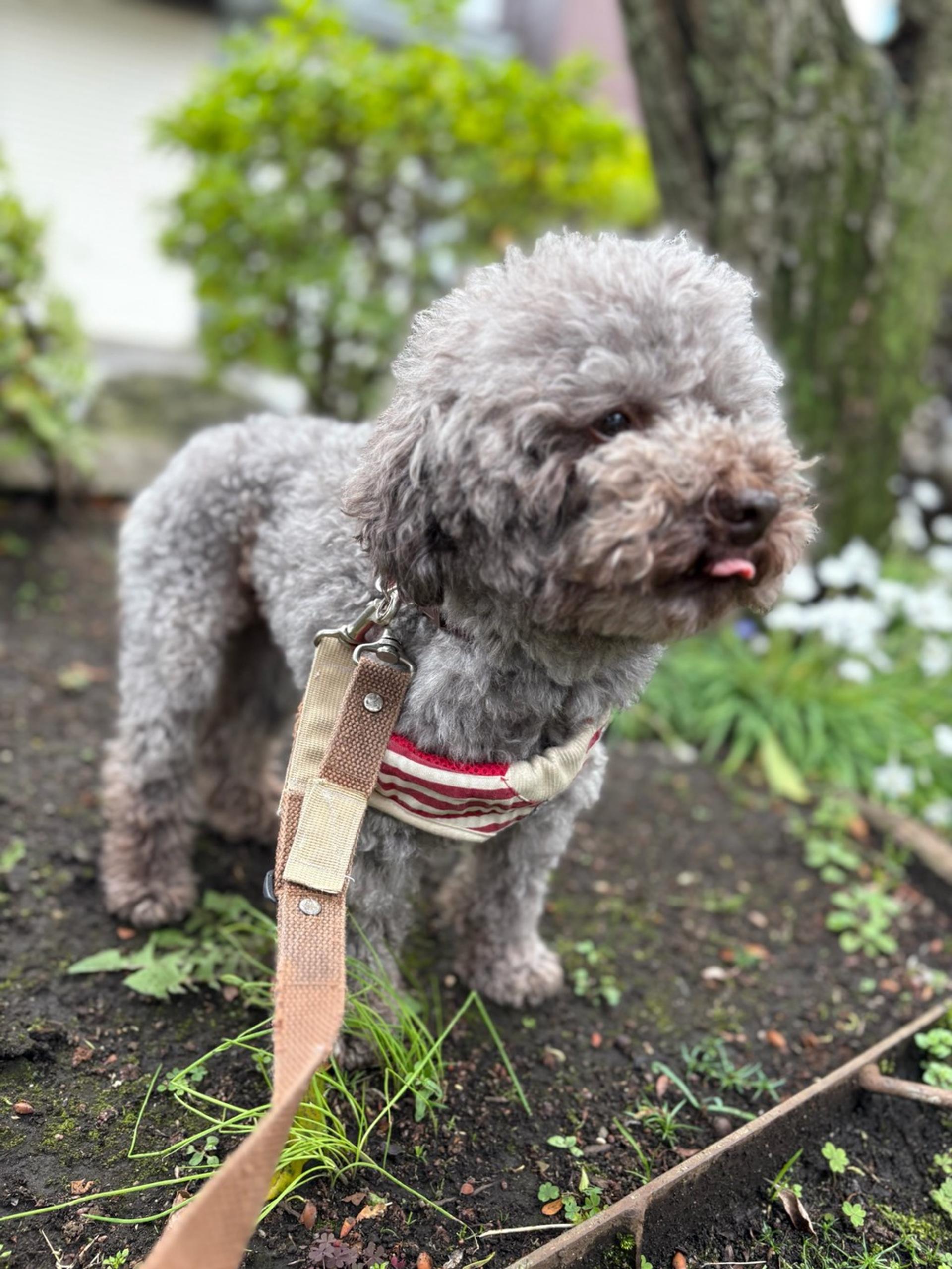pet-image-2