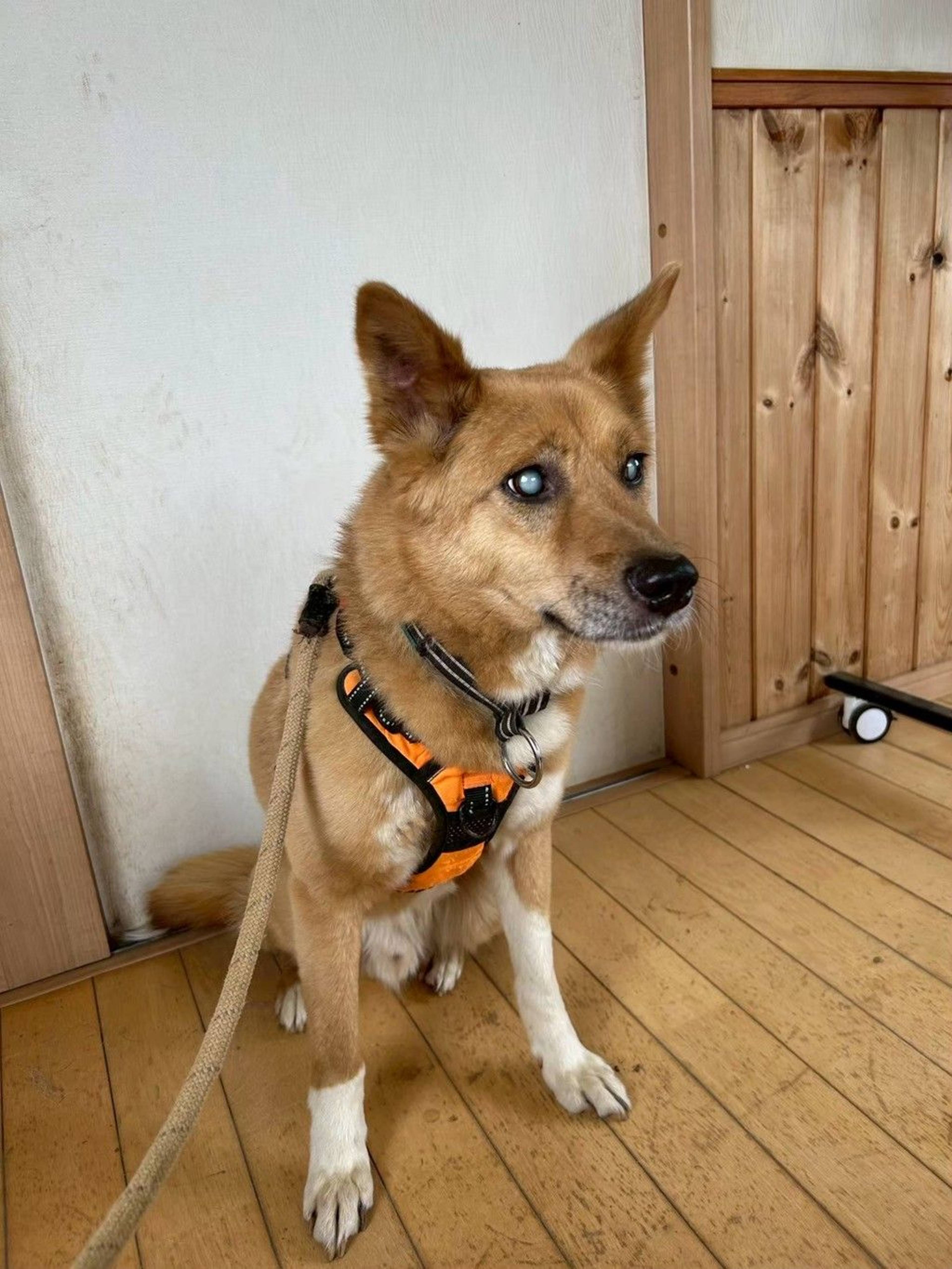 雑種（ミックス犬）・オスの里親募集の写真