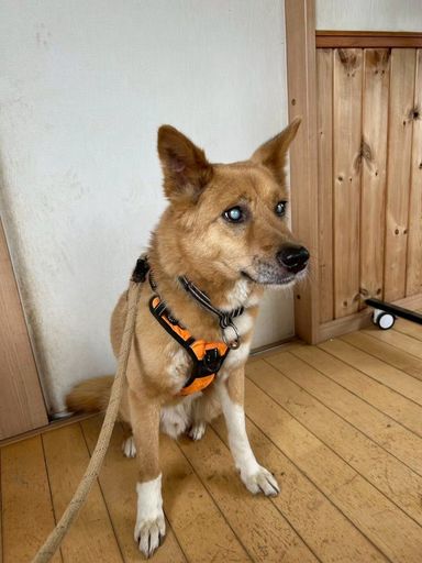 【ちはや】　好奇心旺盛な元野犬☆の写真