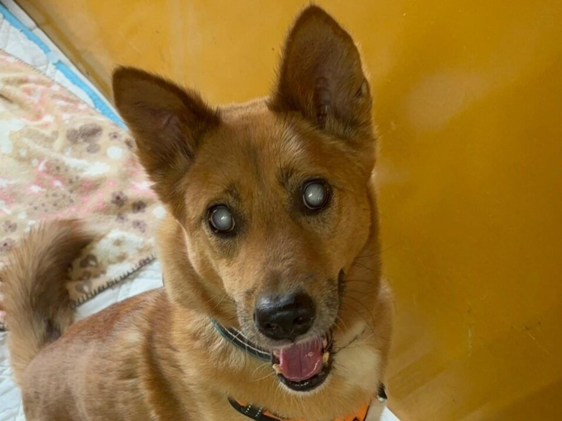 pet-image-2