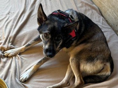 雑種（ミックス犬）・メスの里親募集の写真