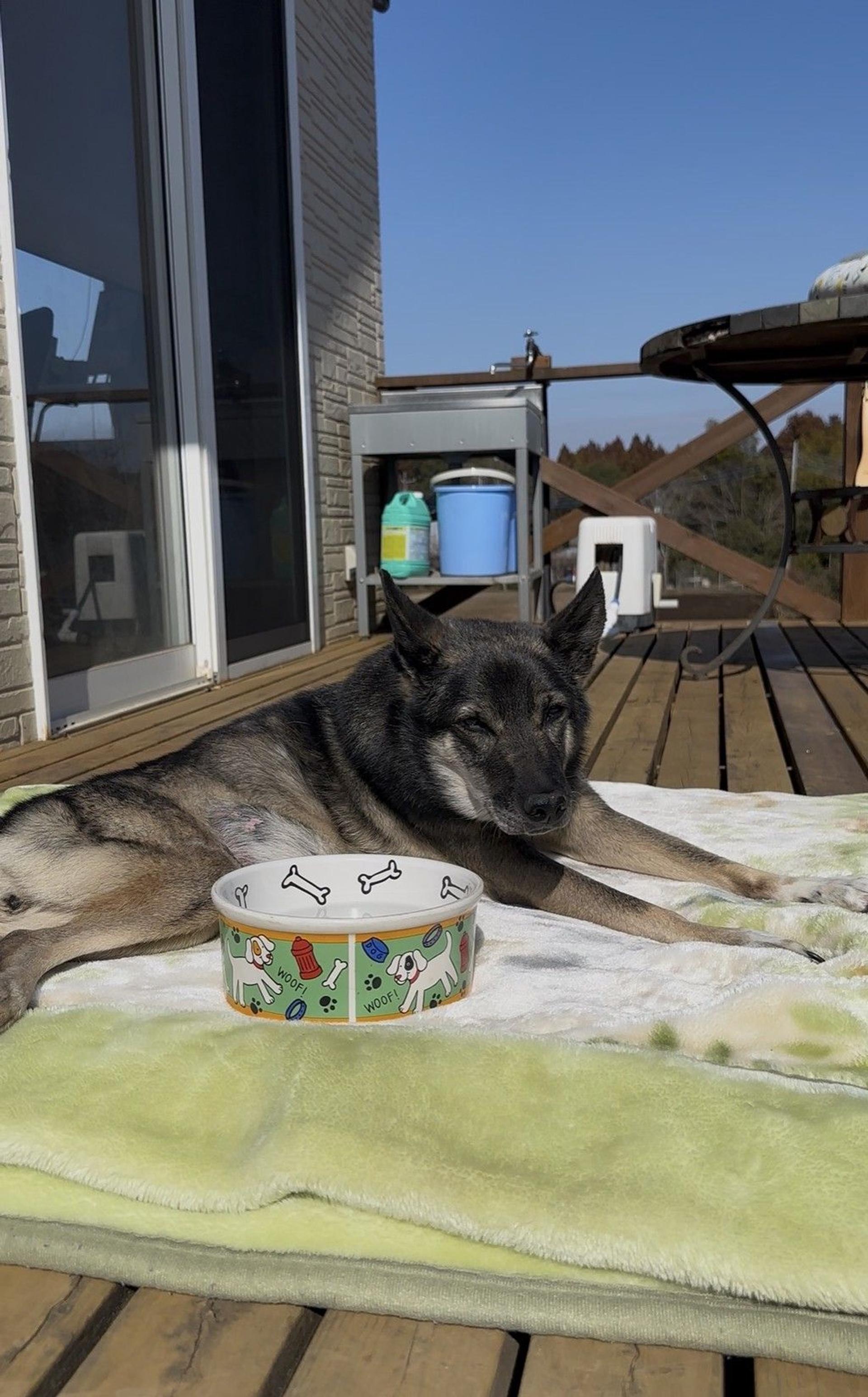 pet-image-2