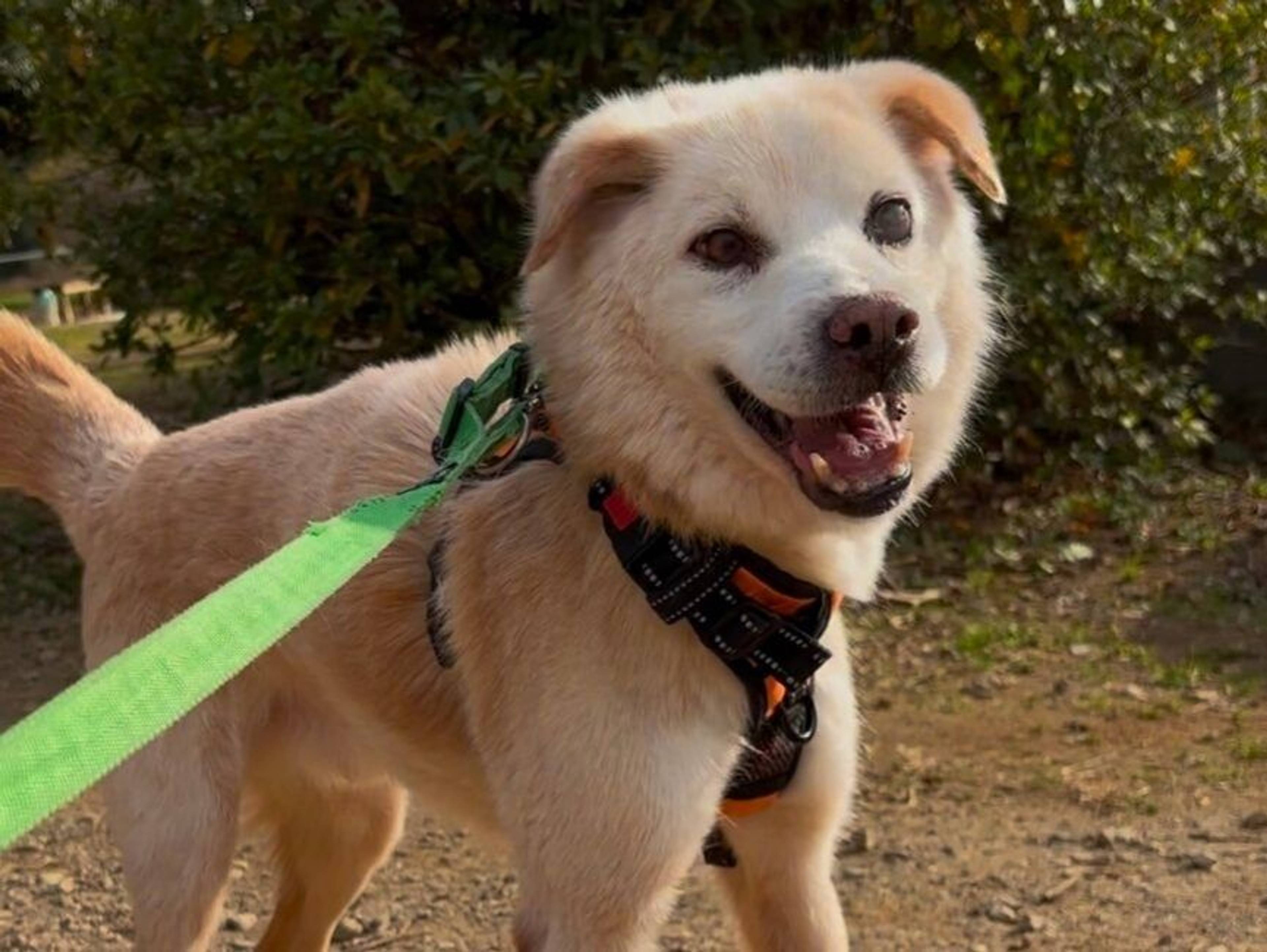 雑種（ミックス犬）・オスの里親募集の写真