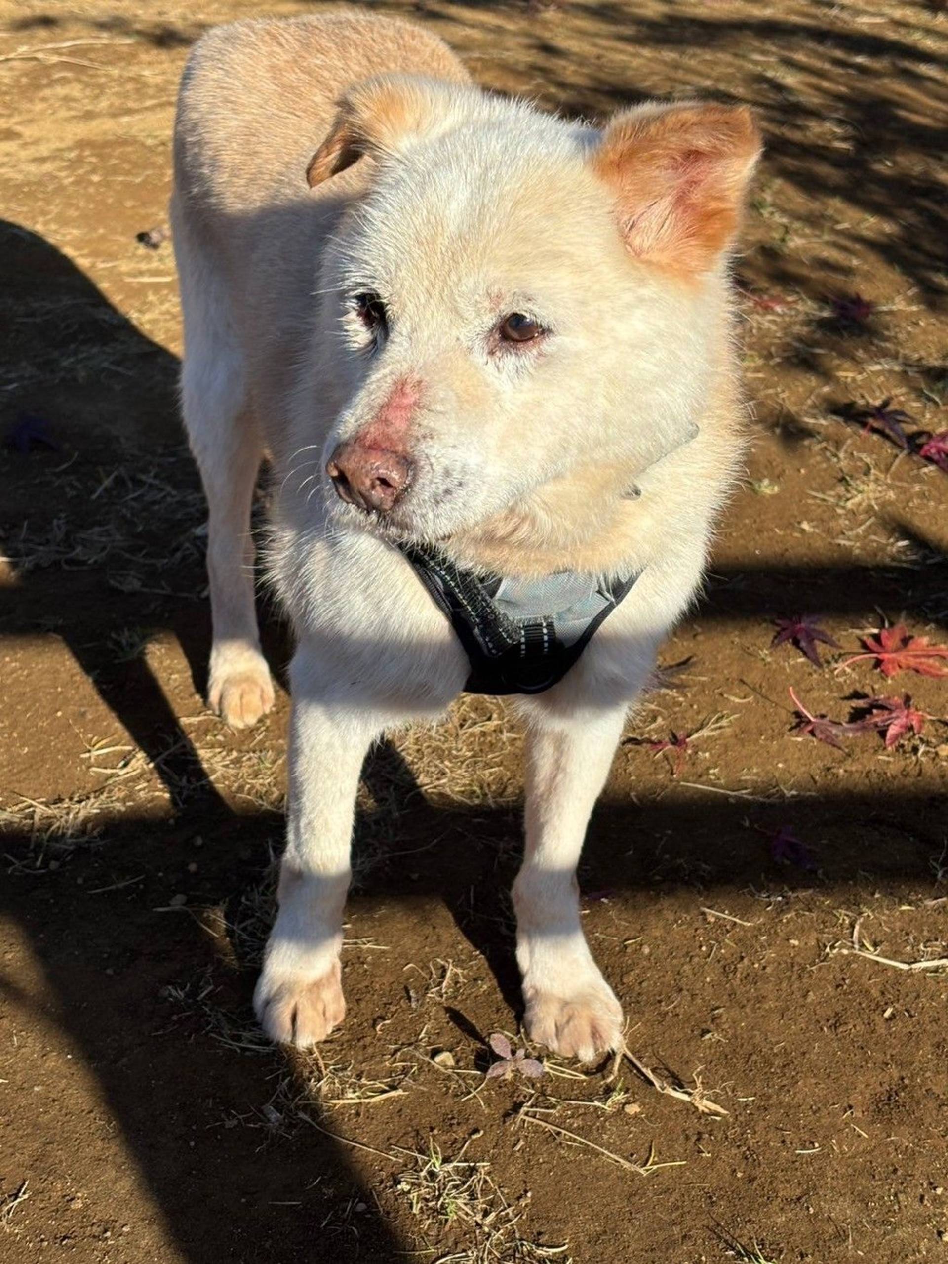 雑種（ミックス犬）・オスの里親募集の写真