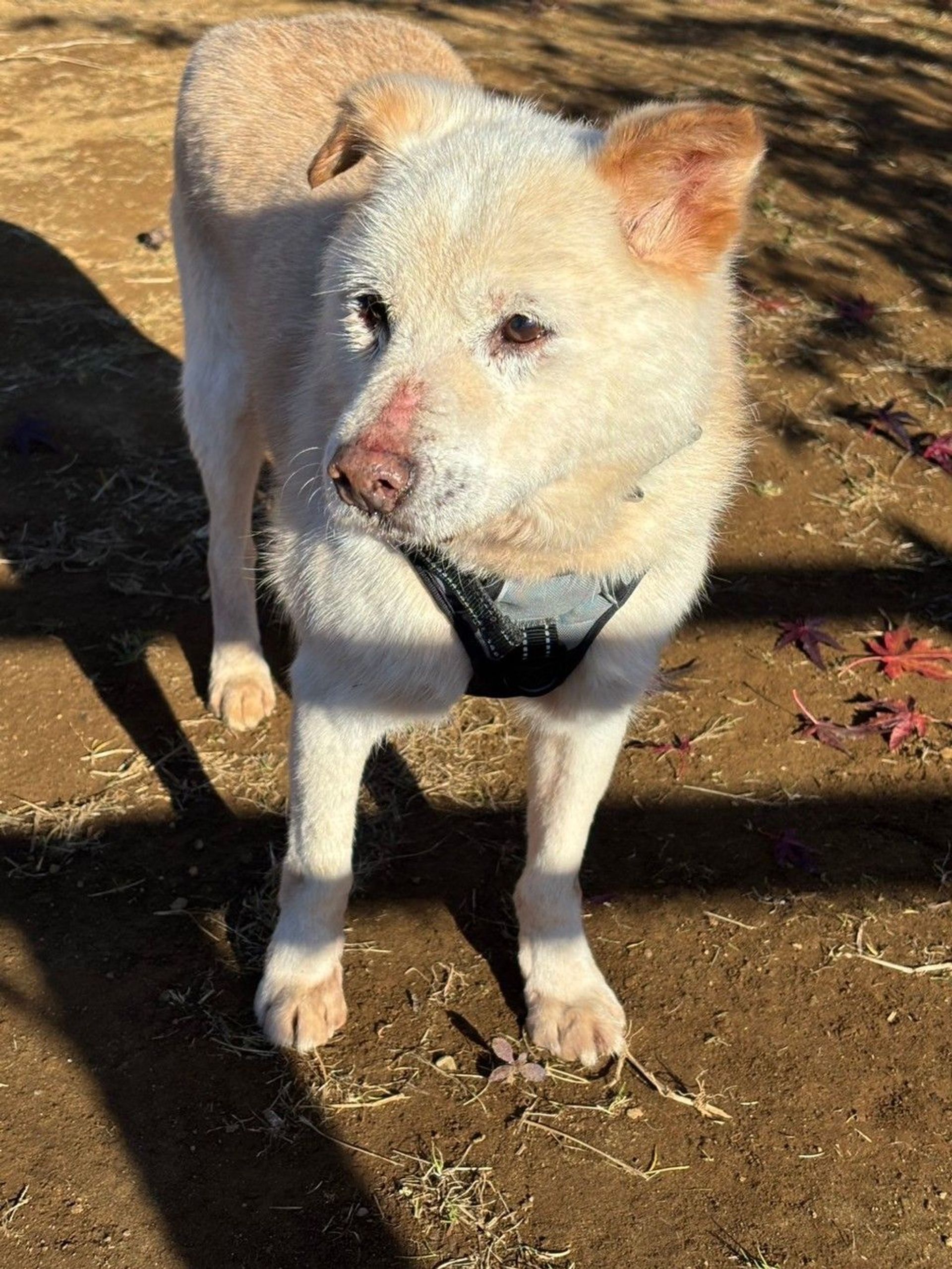 雑種（ミックス犬）・オスの里親募集の写真