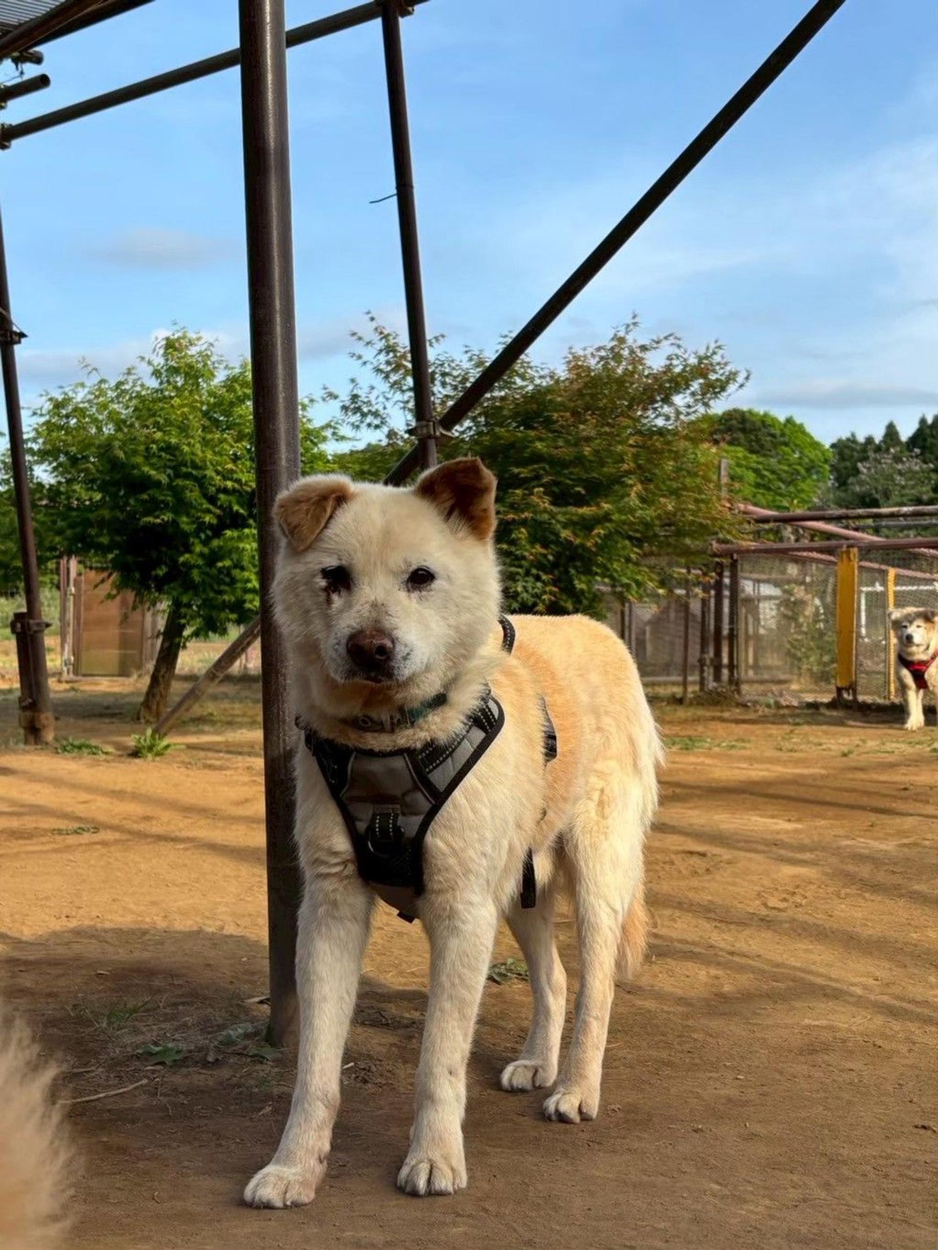 pet-image-2