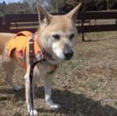 雑種（ミックス犬）・オスの里親募集の写真