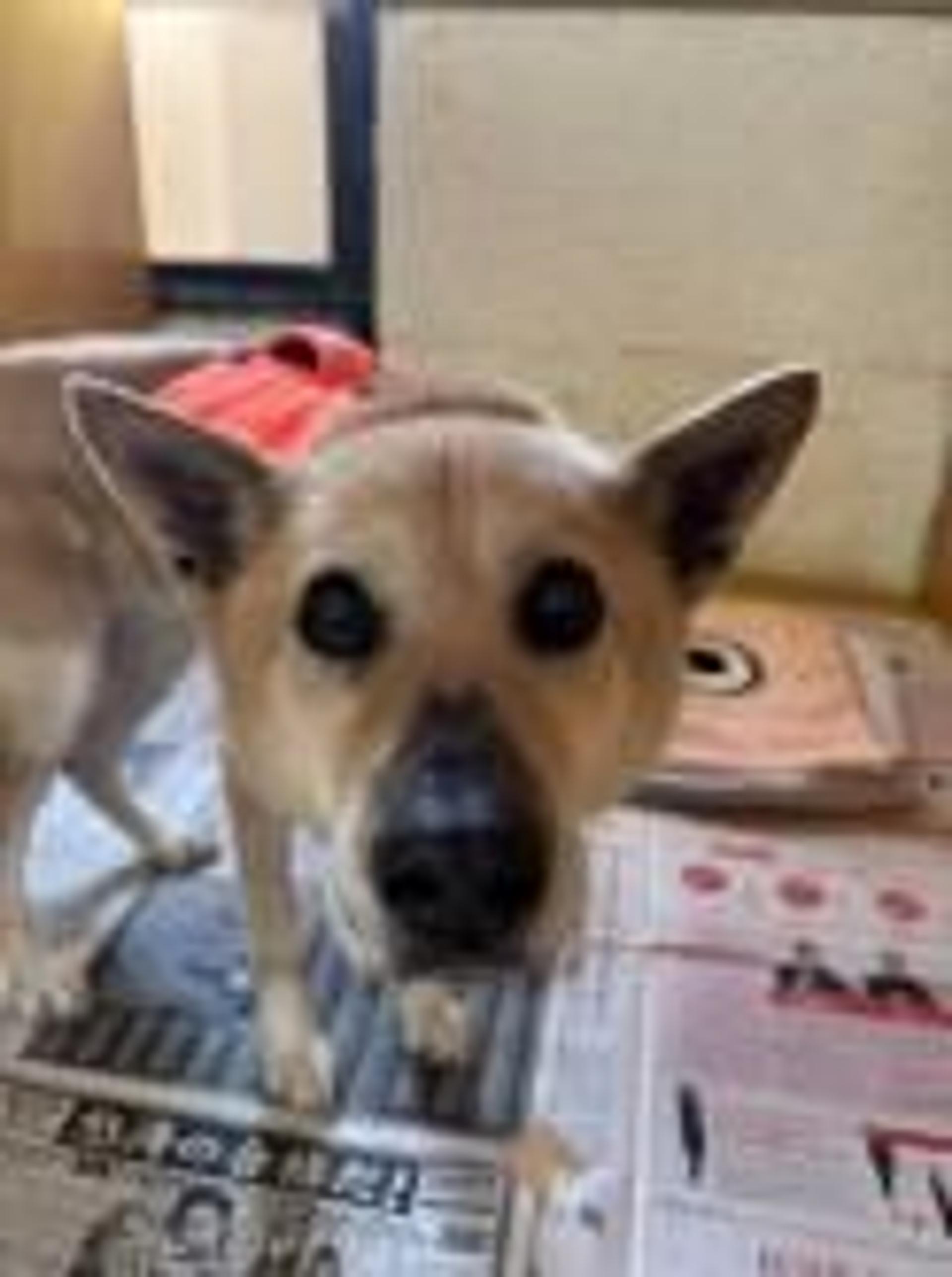 pet-image-2