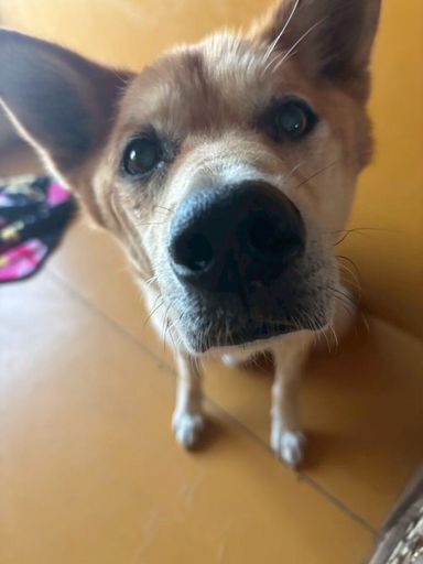 雑種（ミックス犬）・オスの里親募集の写真