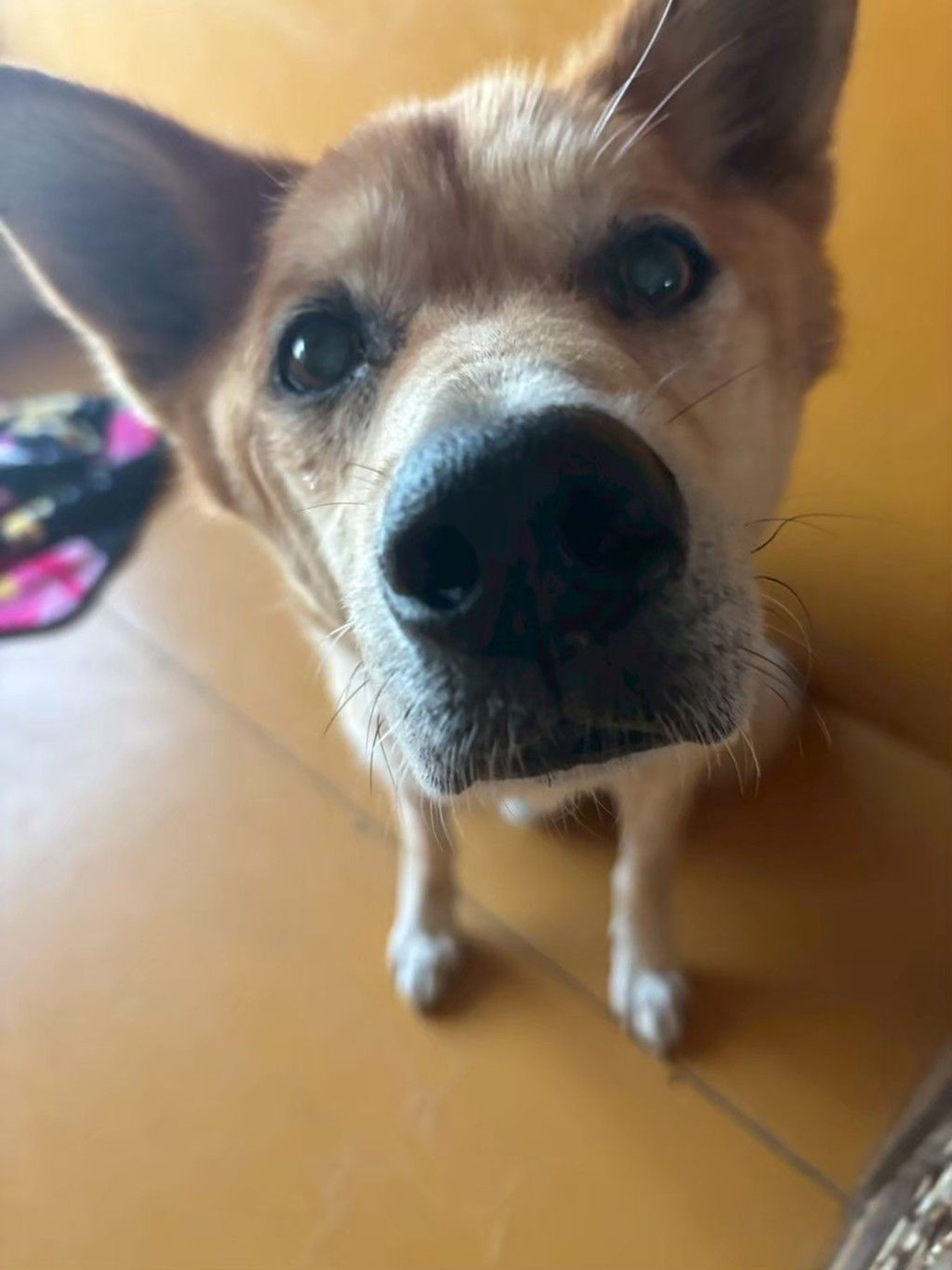 雑種（ミックス犬）・オスの里親募集の写真