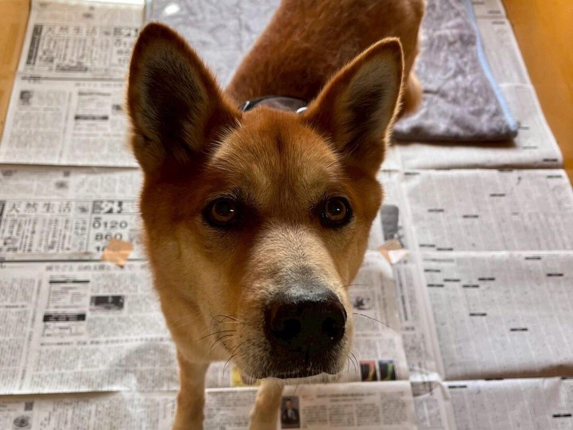 pet-image-2