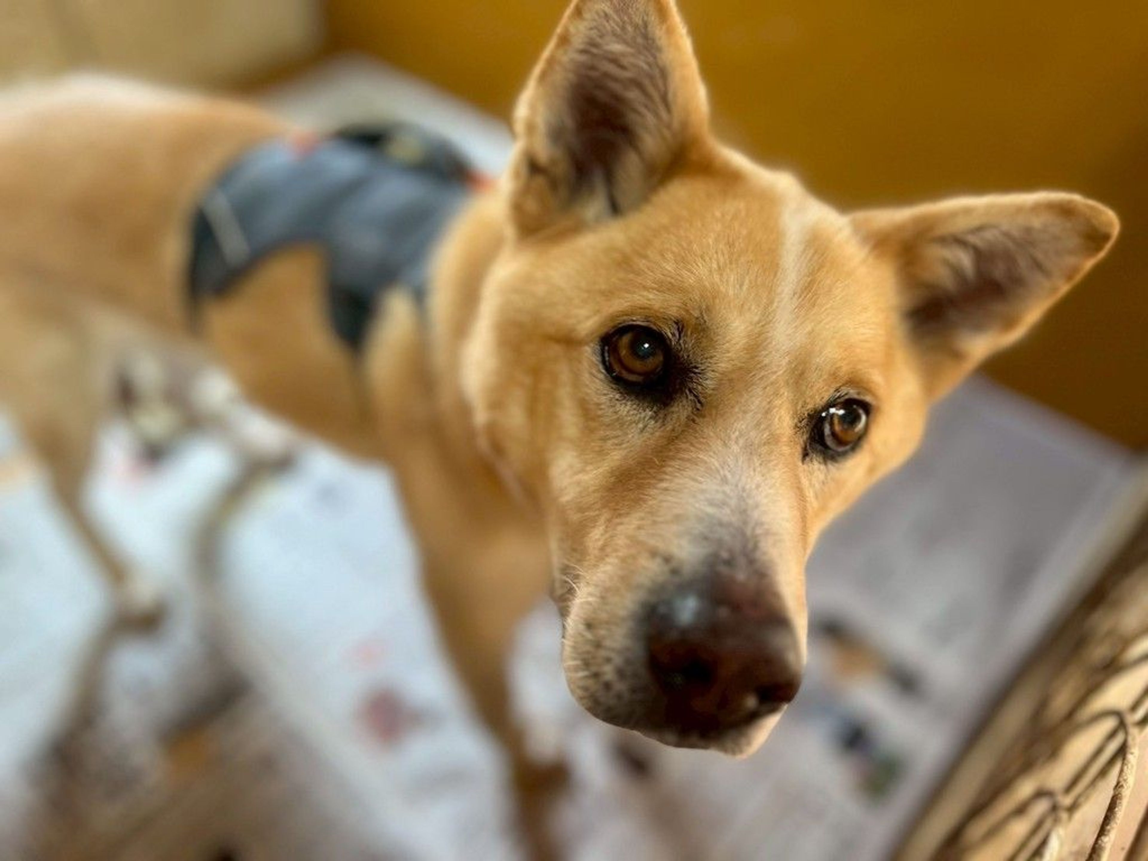 雑種（ミックス犬）・オスの里親募集の写真