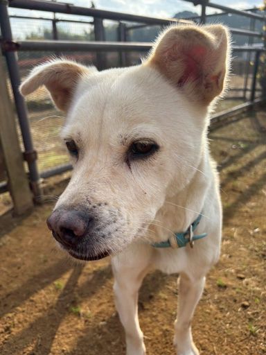 雑種（ミックス犬）・オスの里親募集の写真