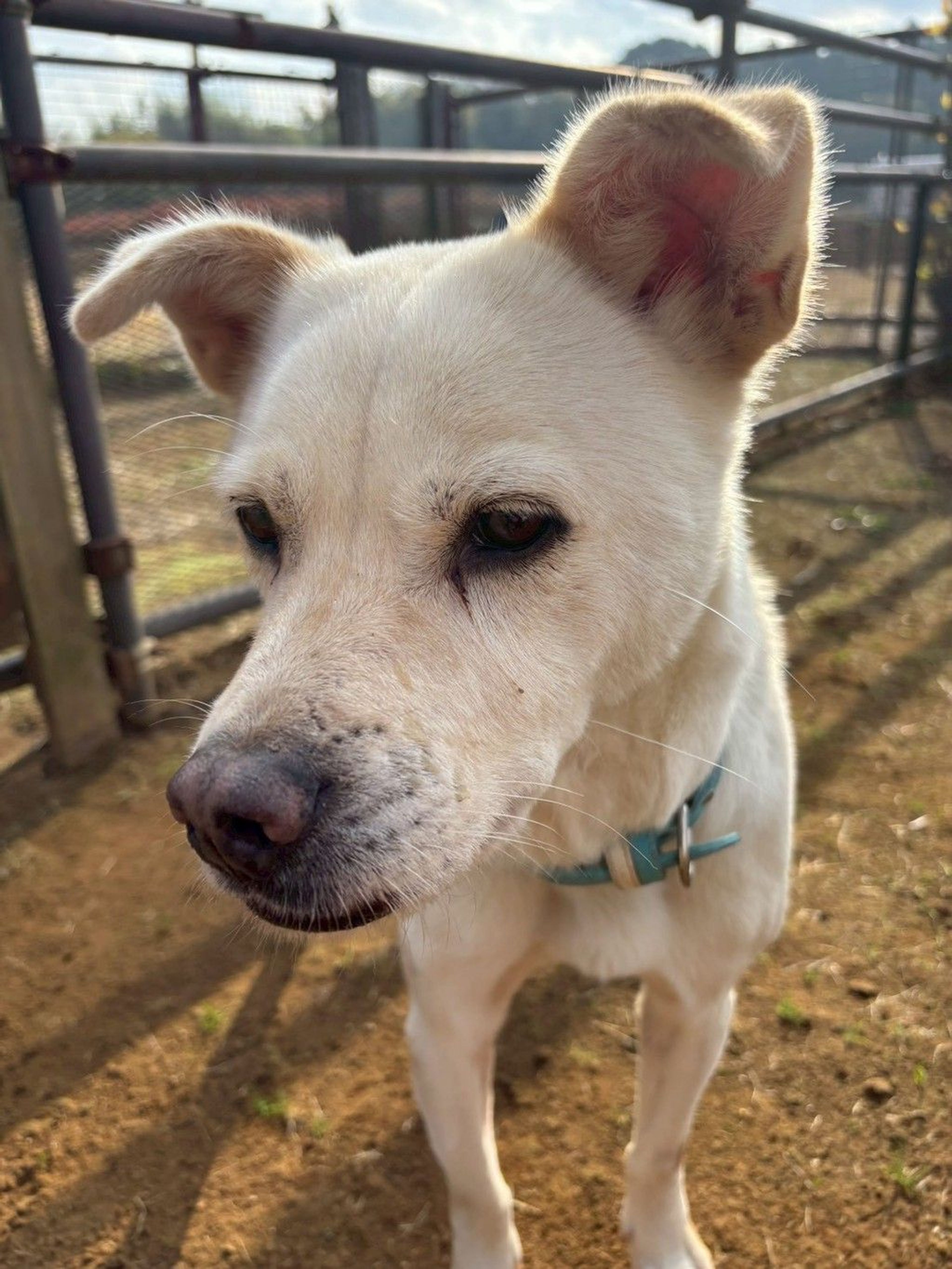 雑種（ミックス犬）・オスの里親募集の写真