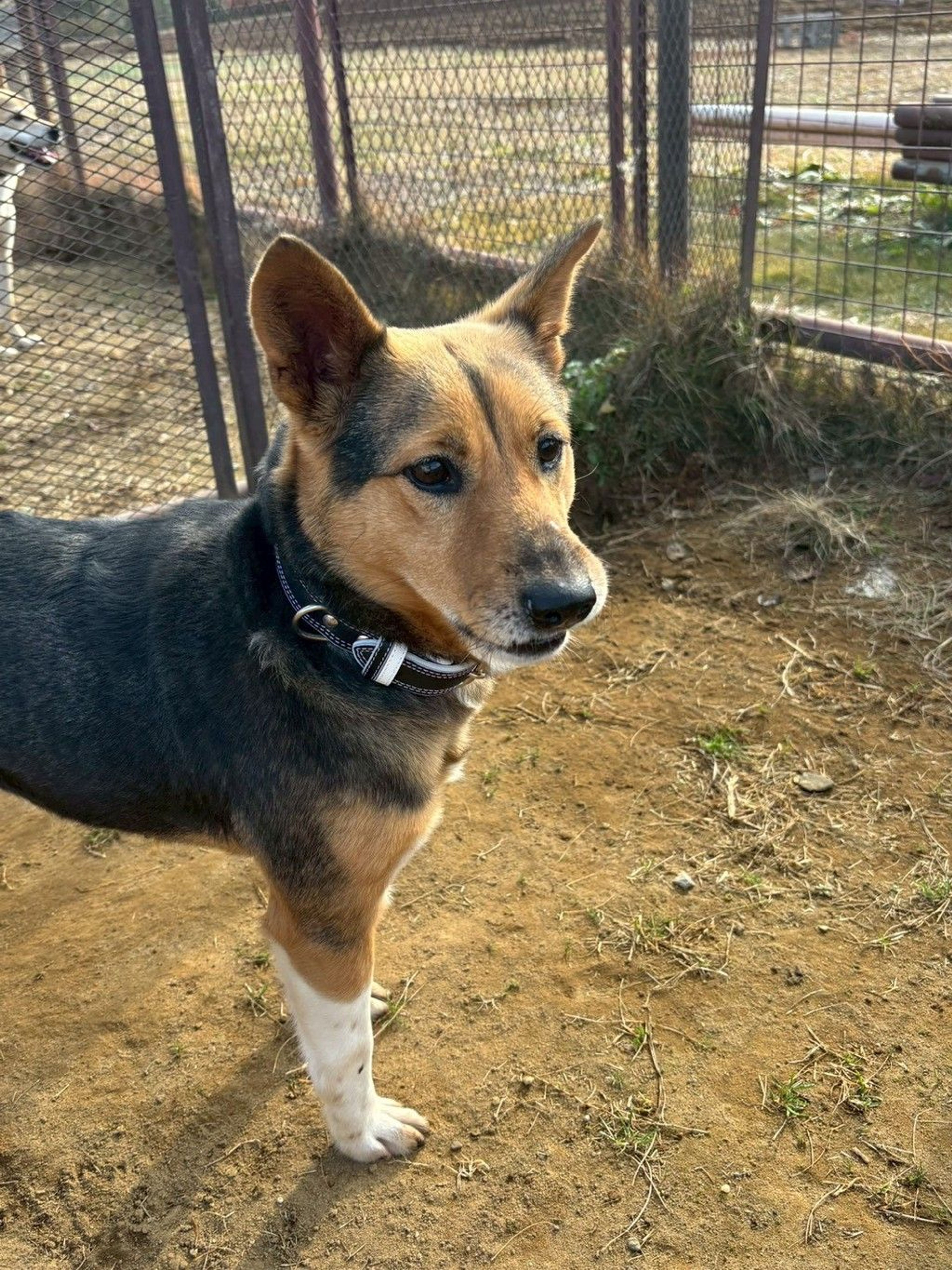 雑種（ミックス犬）・メスの里親募集の写真