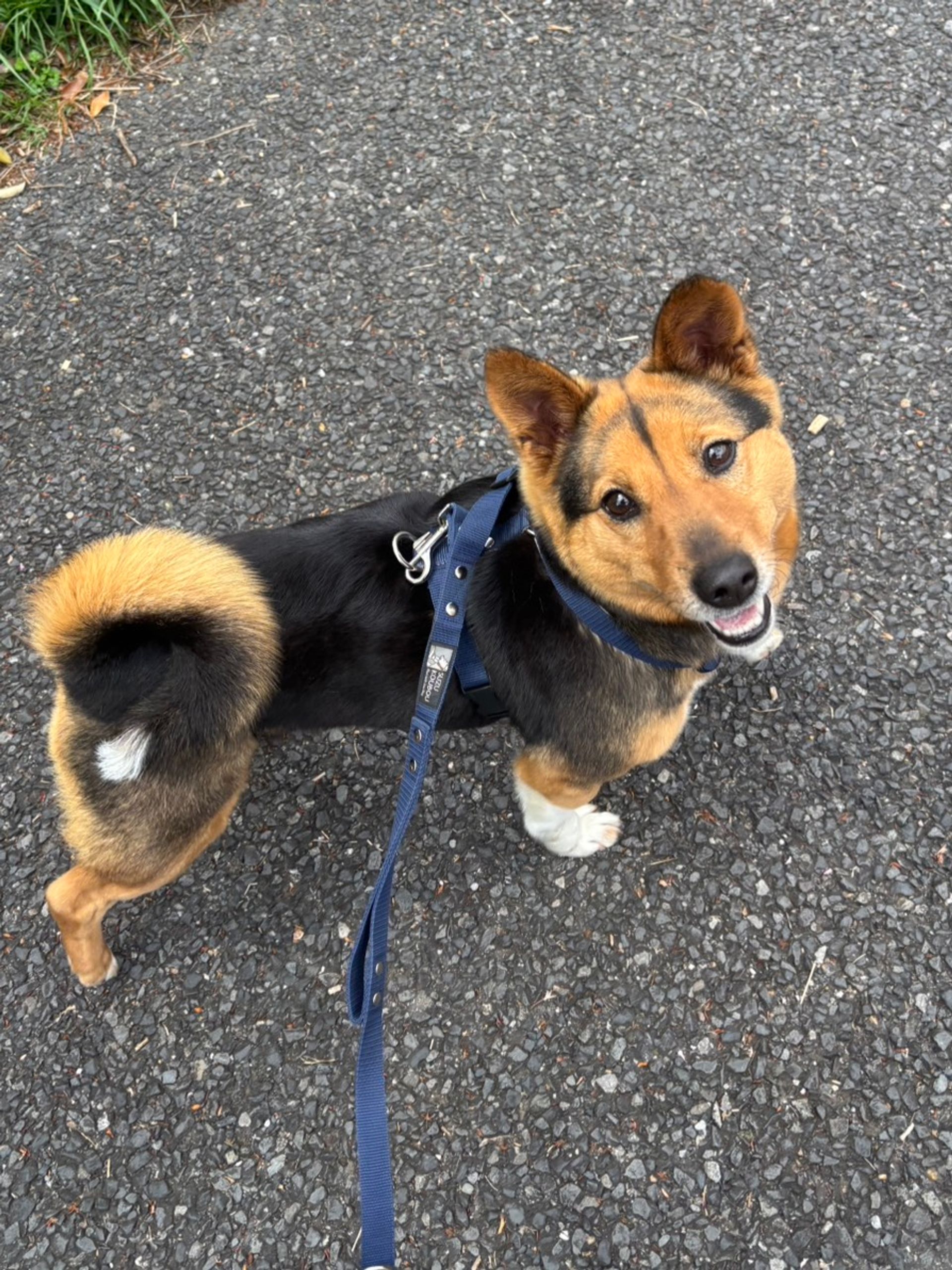 雑種（ミックス犬）・メスの里親募集の写真