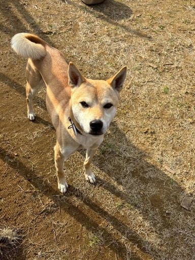 雑種（ミックス犬）・オスの里親募集の写真