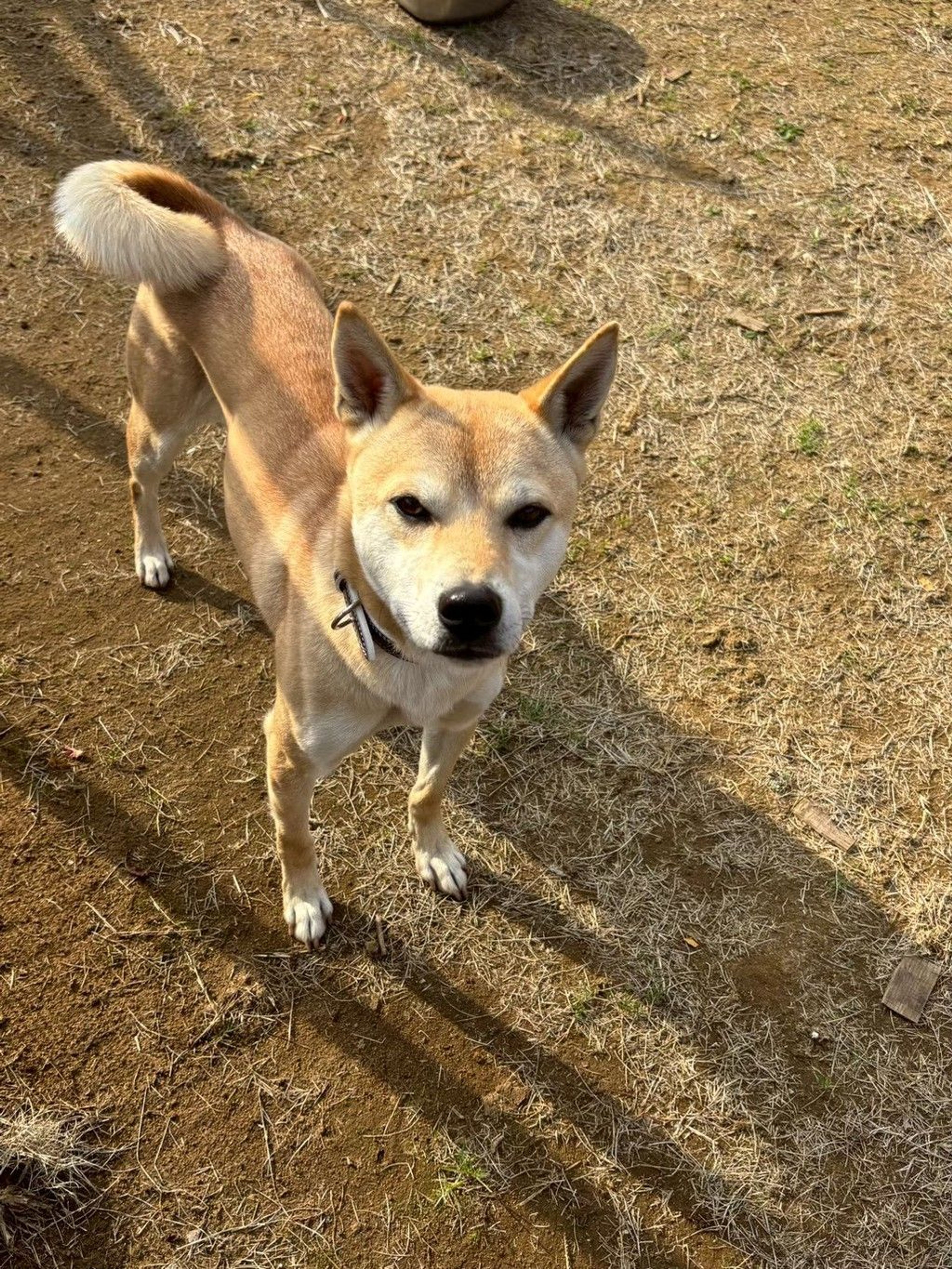 雑種（ミックス犬）・オスの里親募集の写真
