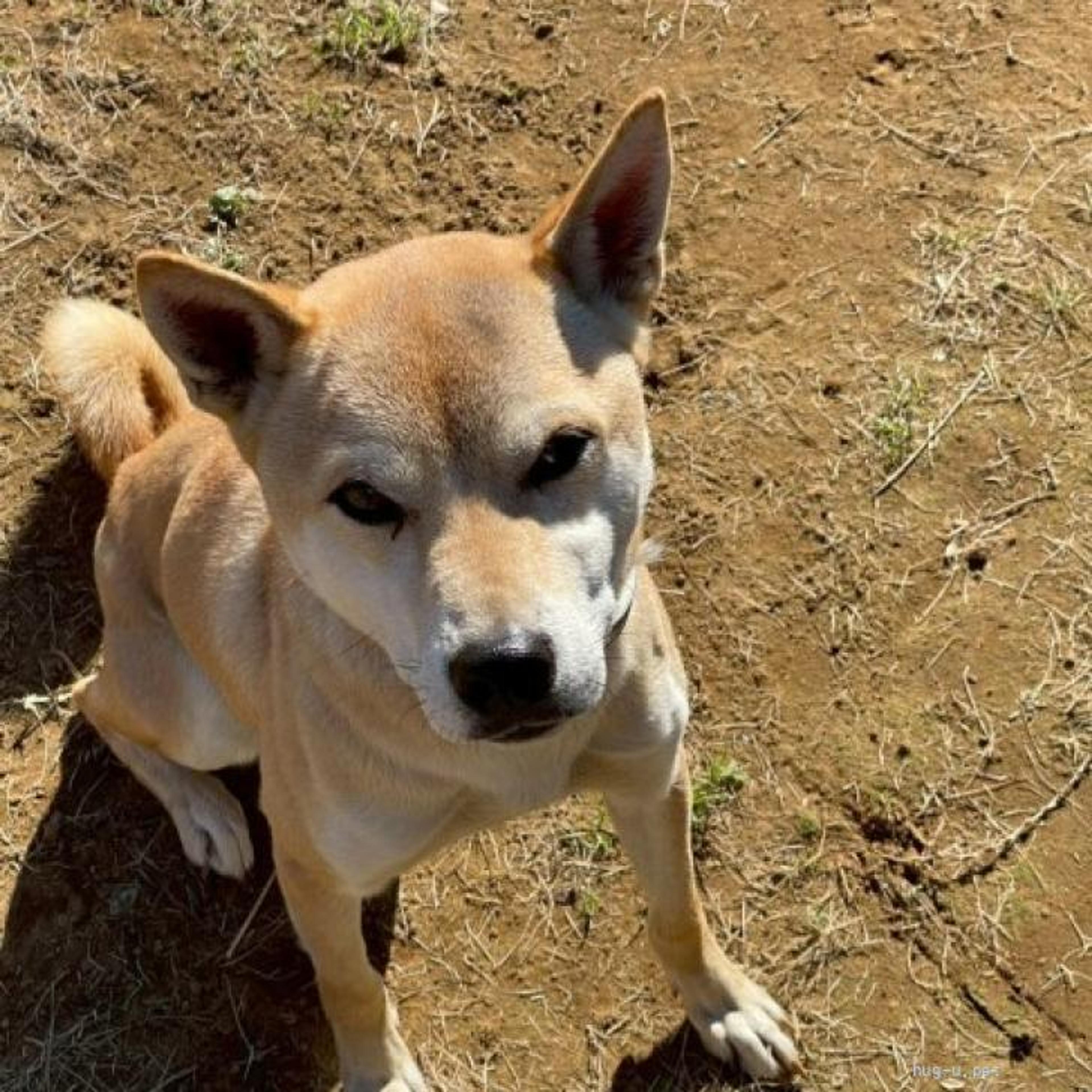 pet-image-2