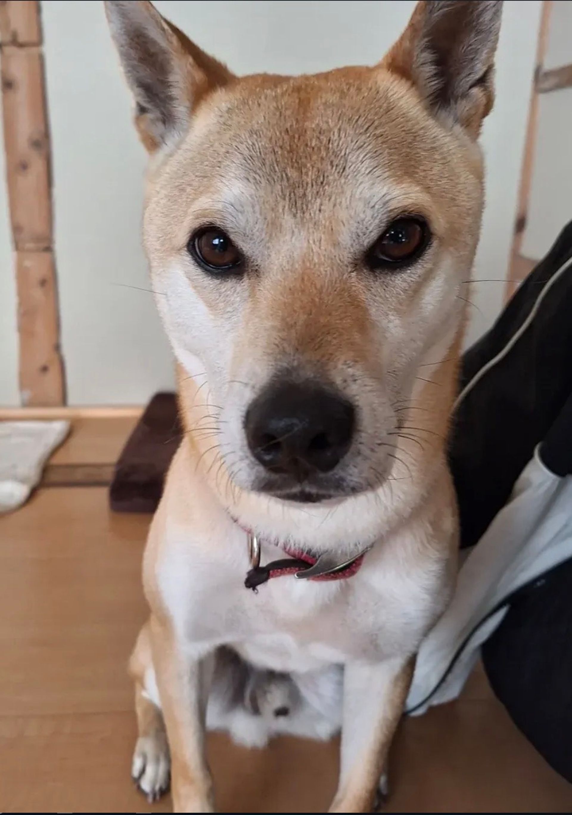 雑種（ミックス犬）・オスの里親募集の写真