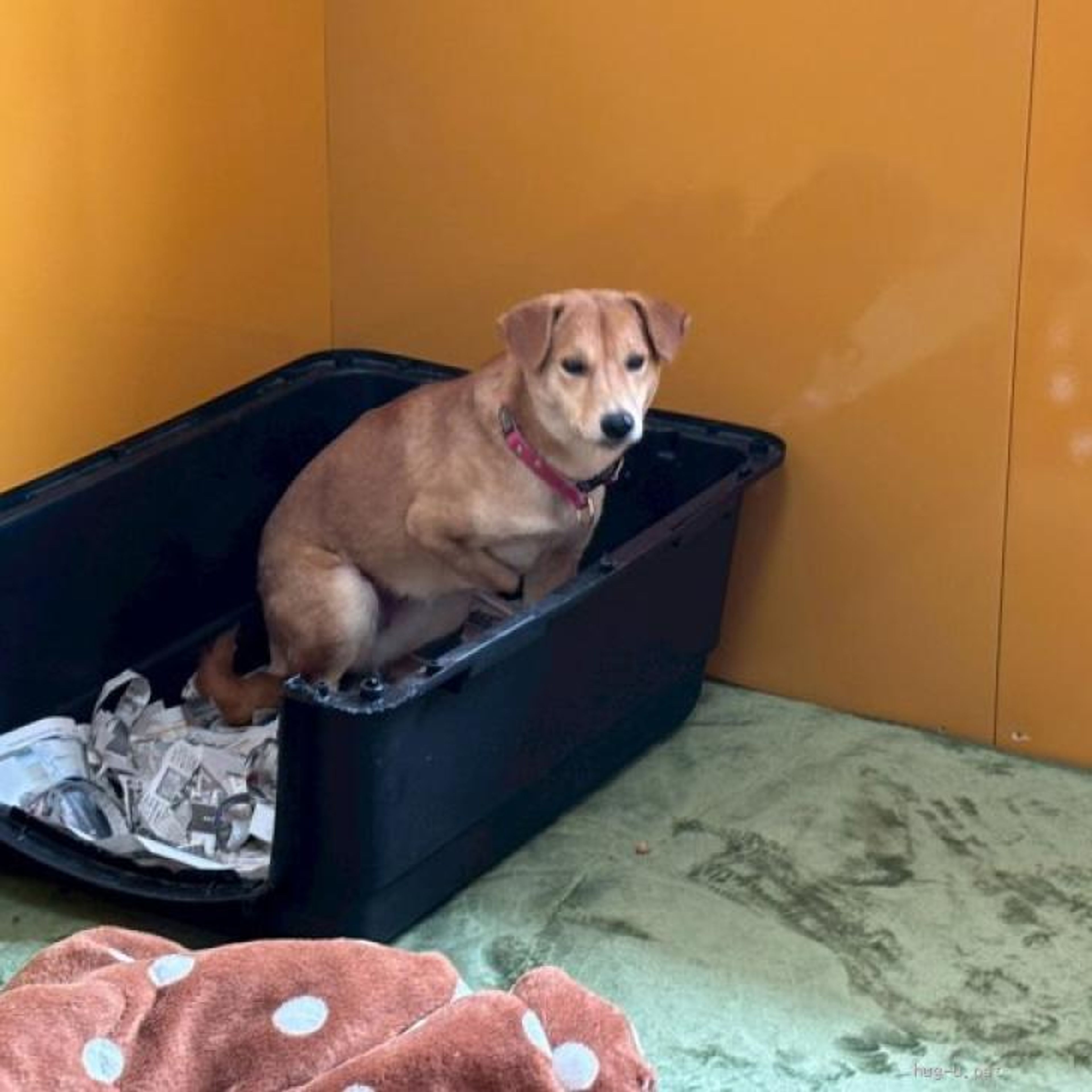 雑種（ミックス犬）・メスの里親募集の写真