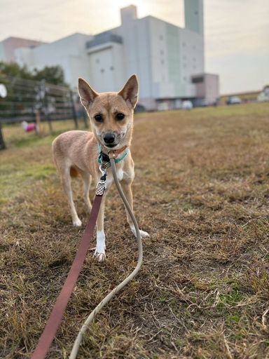 雑種（ミックス犬）・メスの里親募集の写真