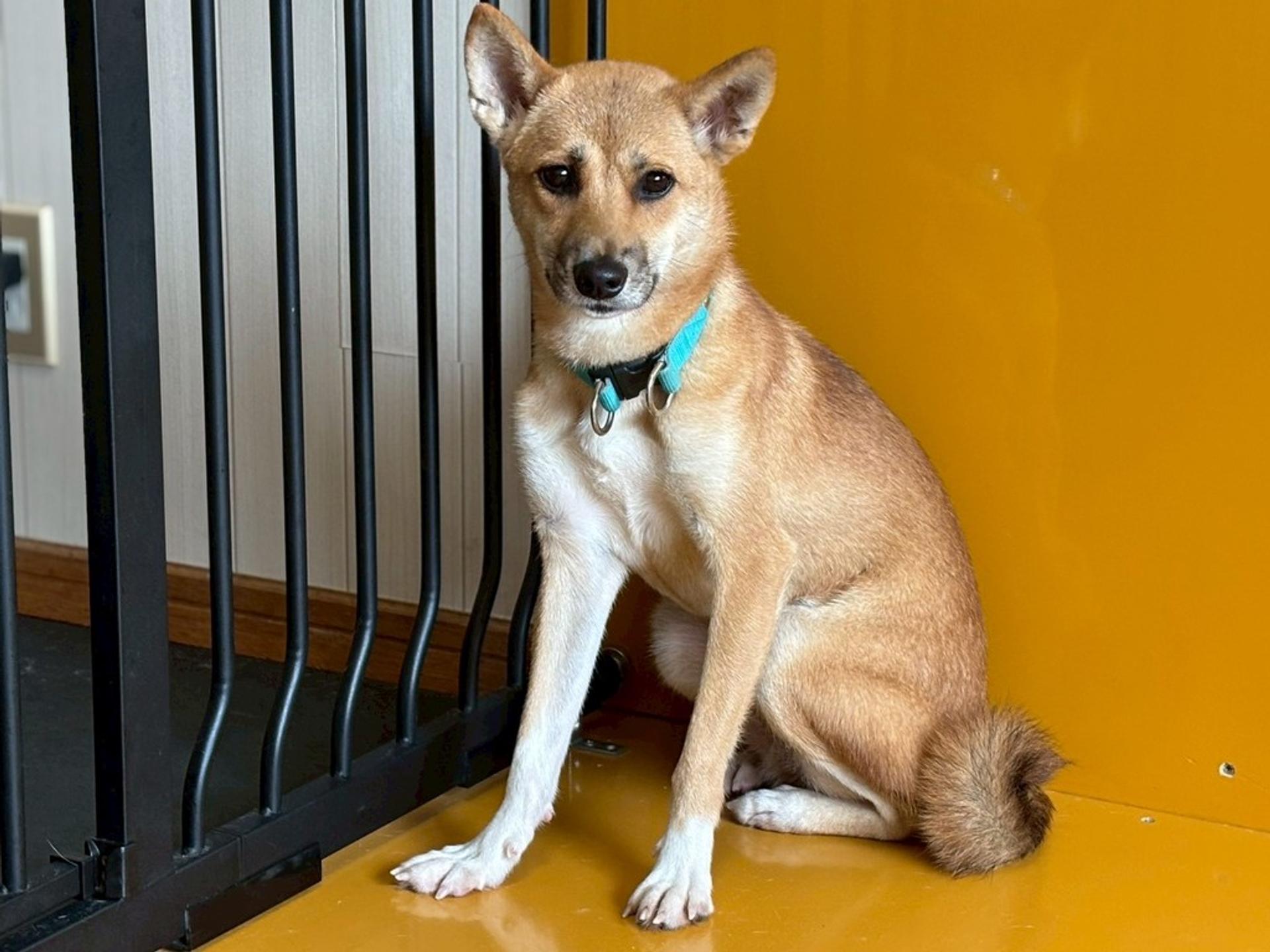 pet-image-2