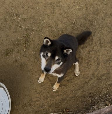 柴犬・オスの里親募集の写真