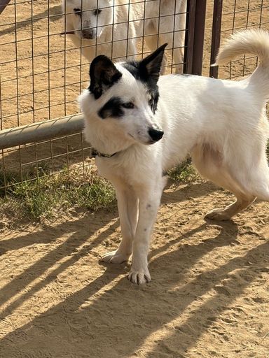 雑種（ミックス犬）・オスの里親募集の写真