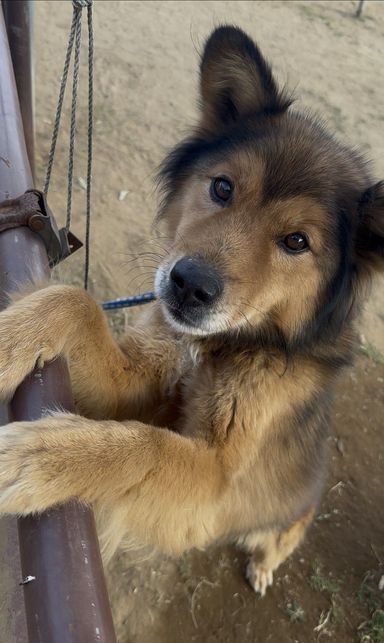 雑種（ミックス犬）・オスの里親募集の写真