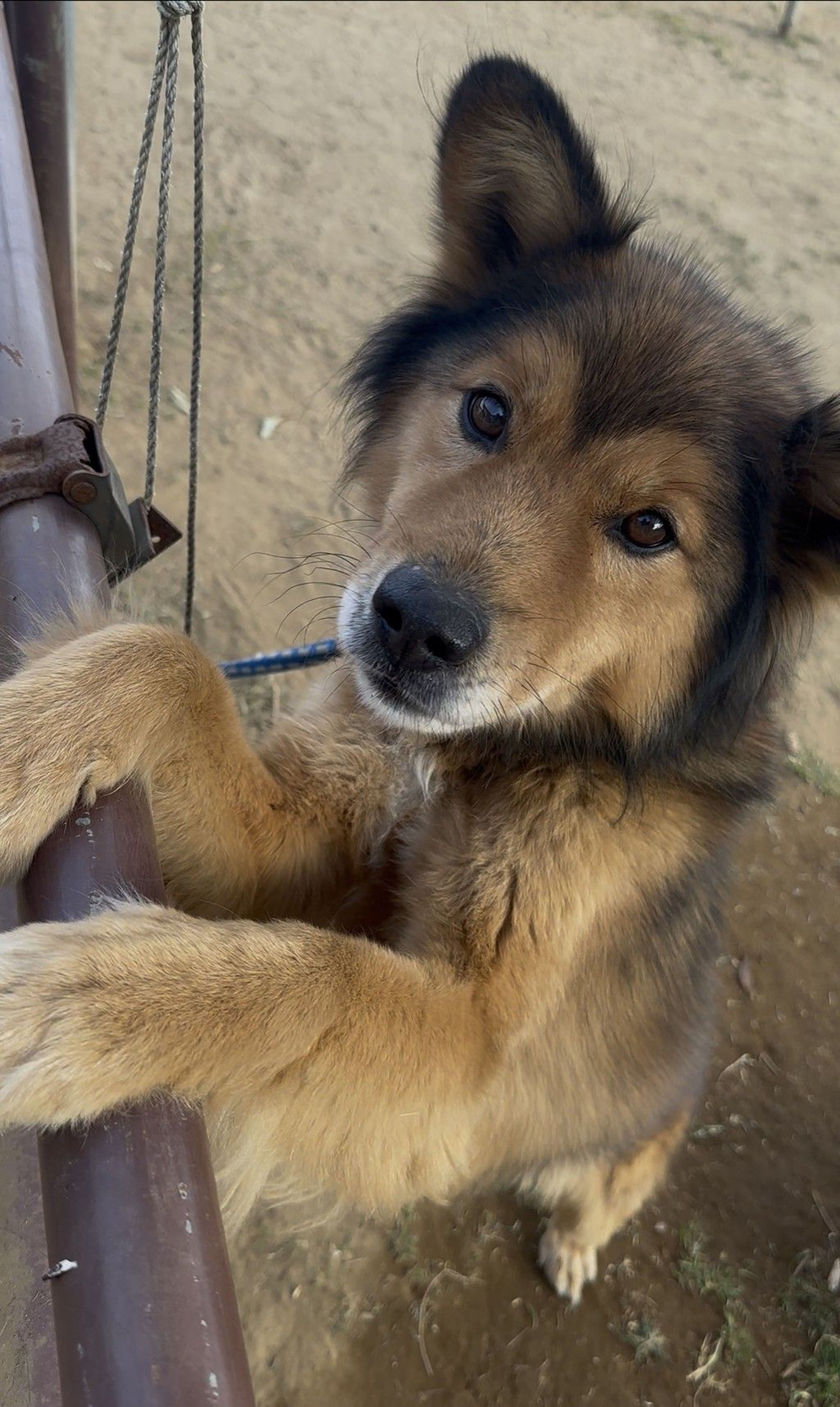 雑種（ミックス犬）・オスの里親募集の写真