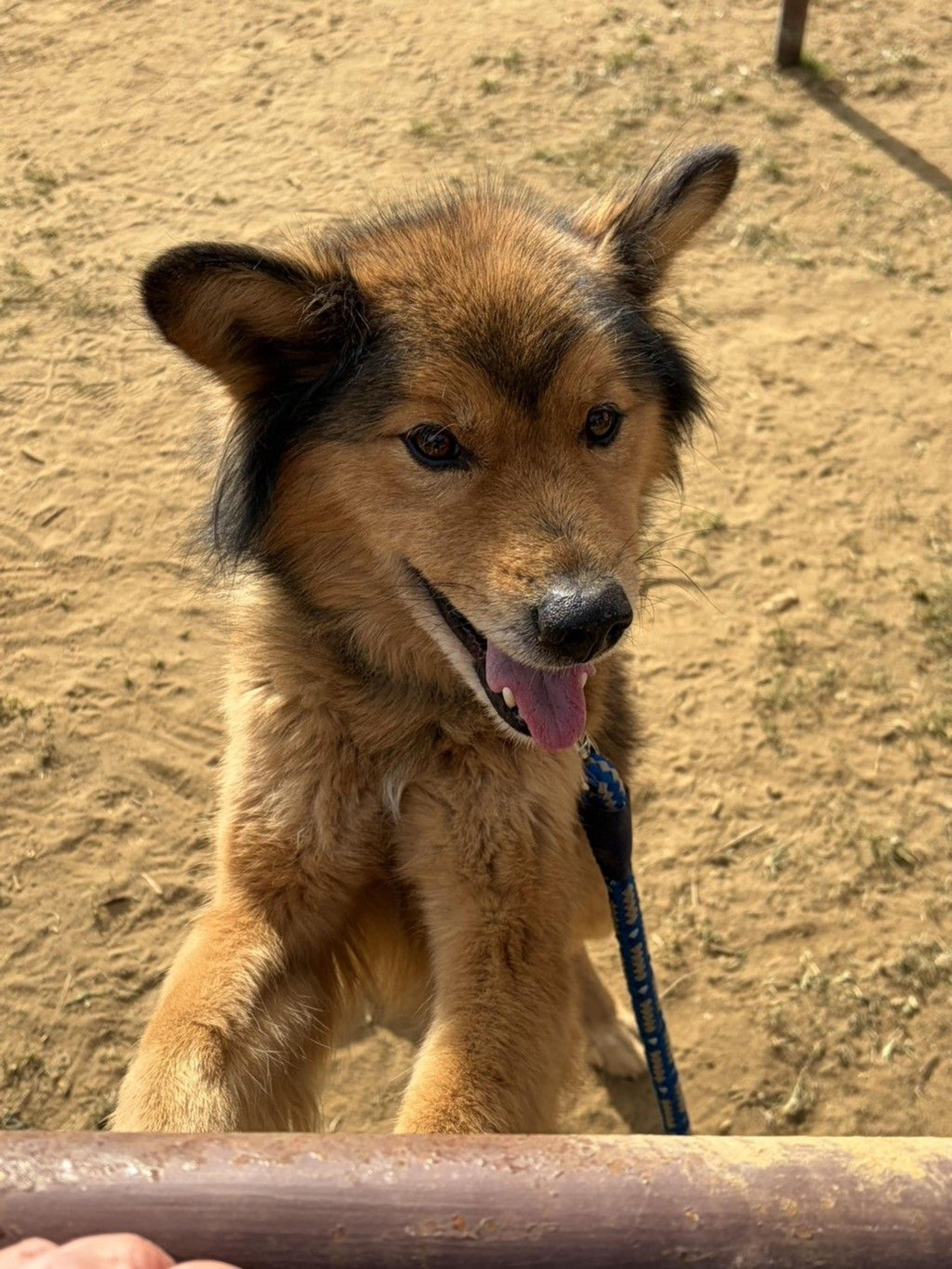 pet-image-2