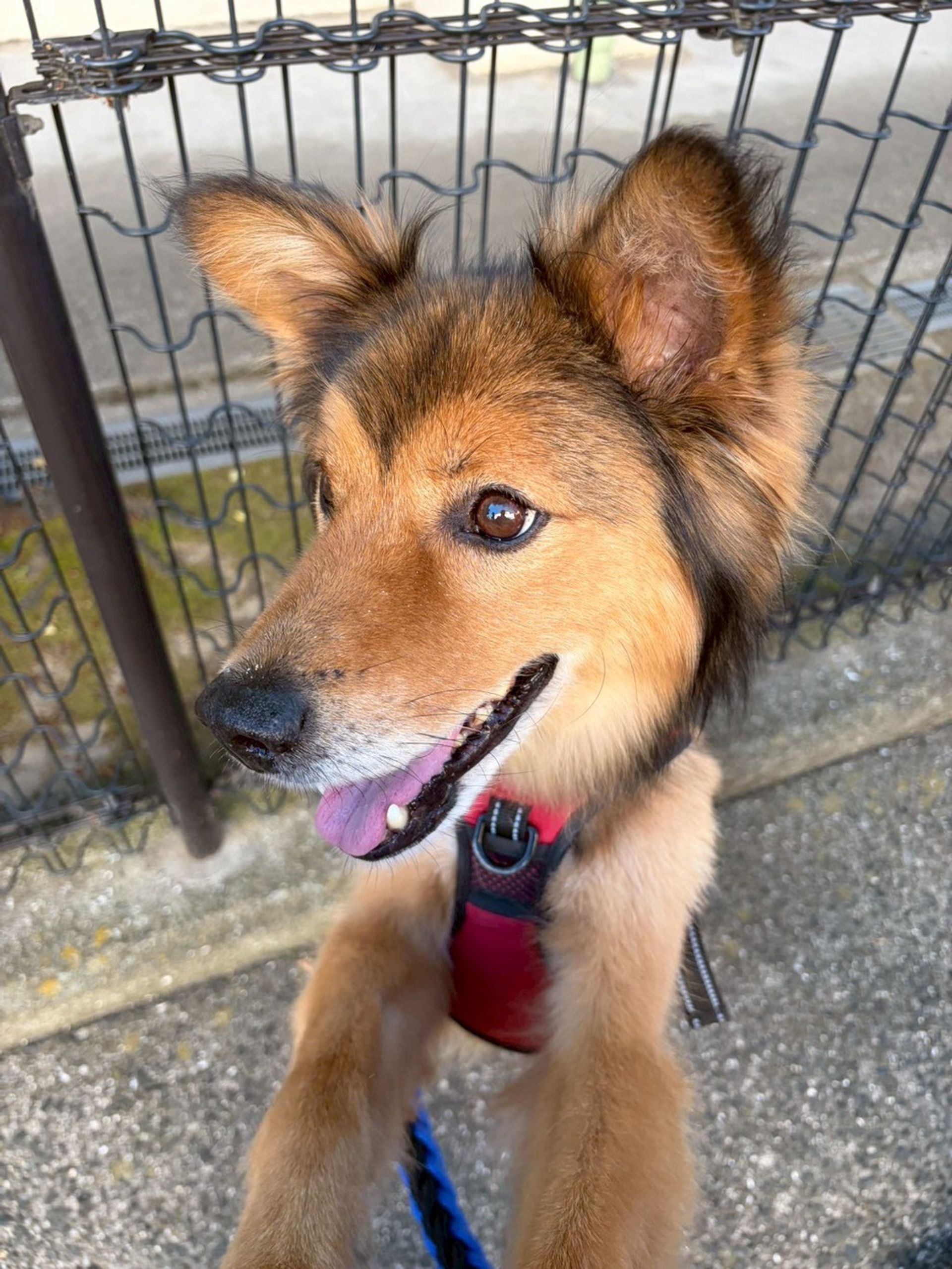 雑種（ミックス犬）・オスの里親募集の写真